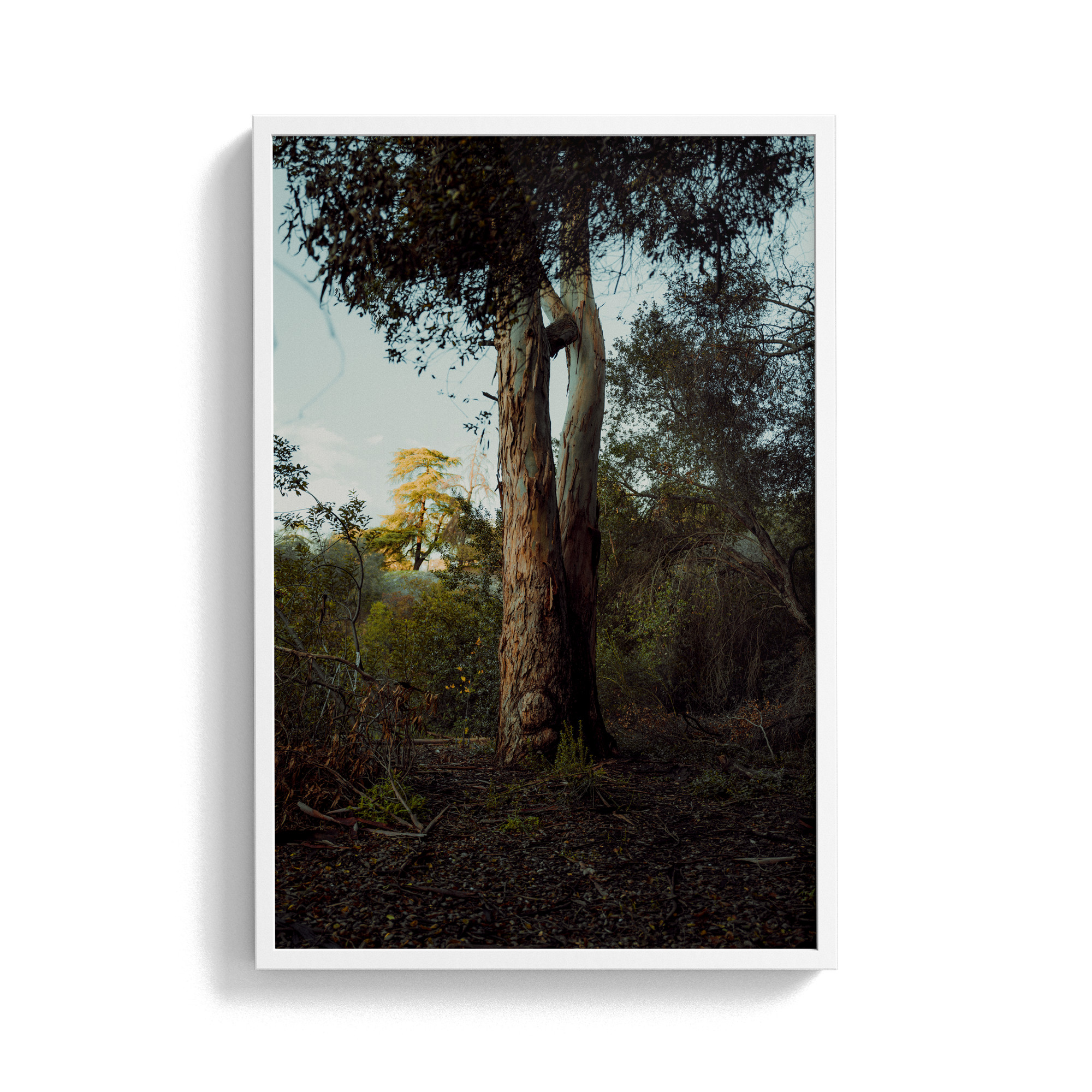 Connected Dawn photographic print