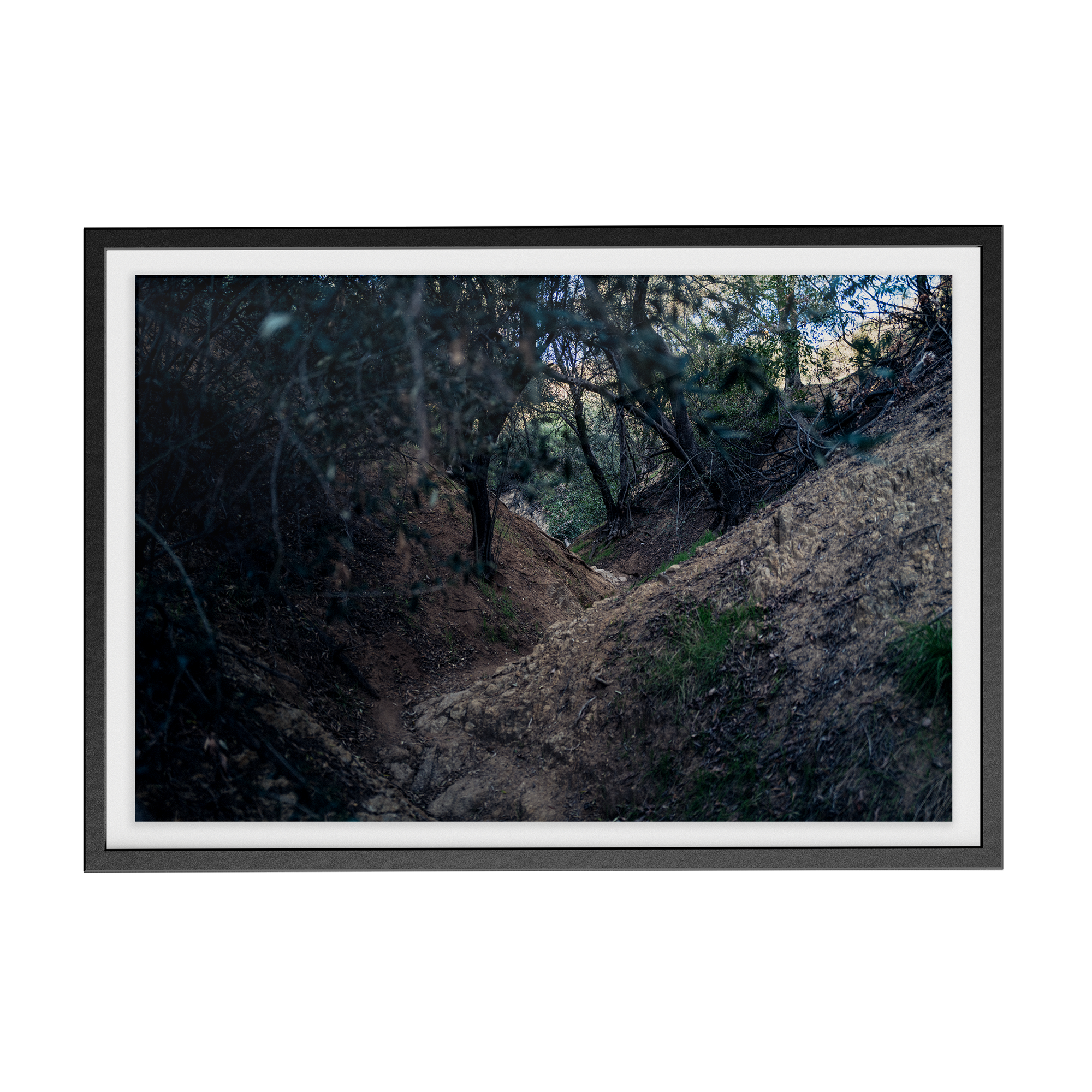 Echo Forest Redux (01)