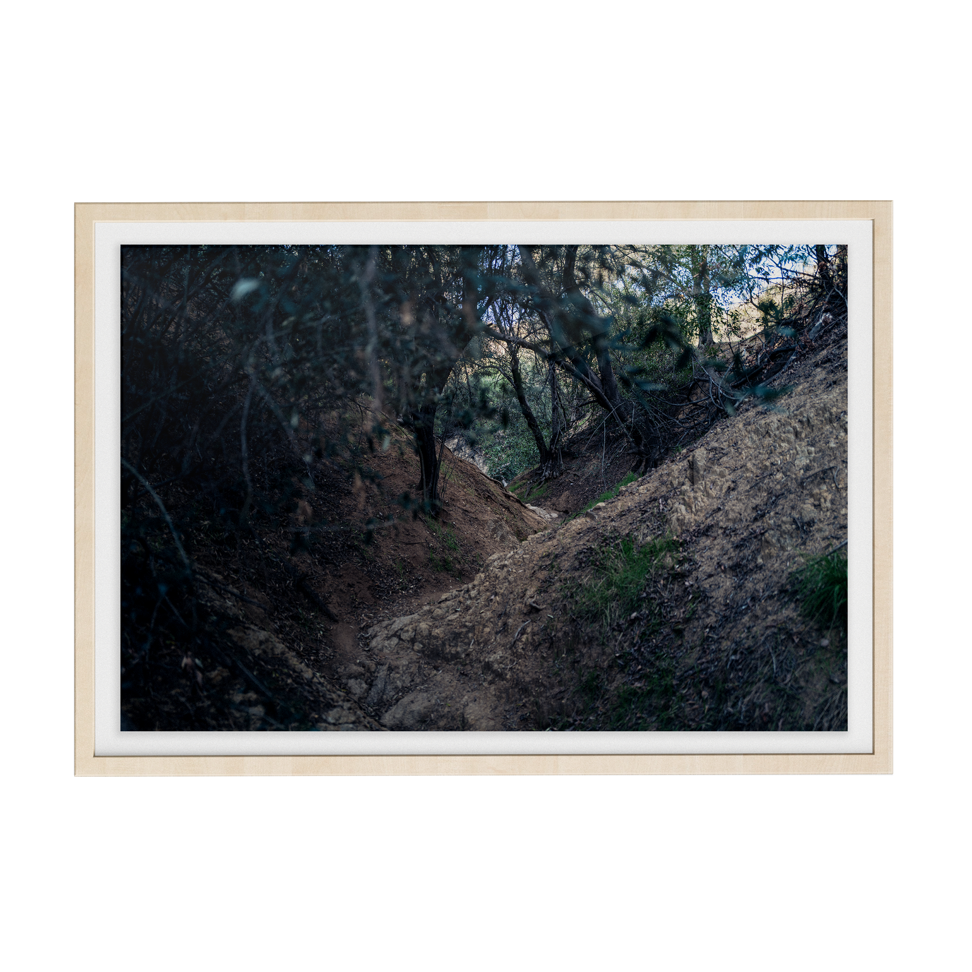 Echo Forest Redux (01)