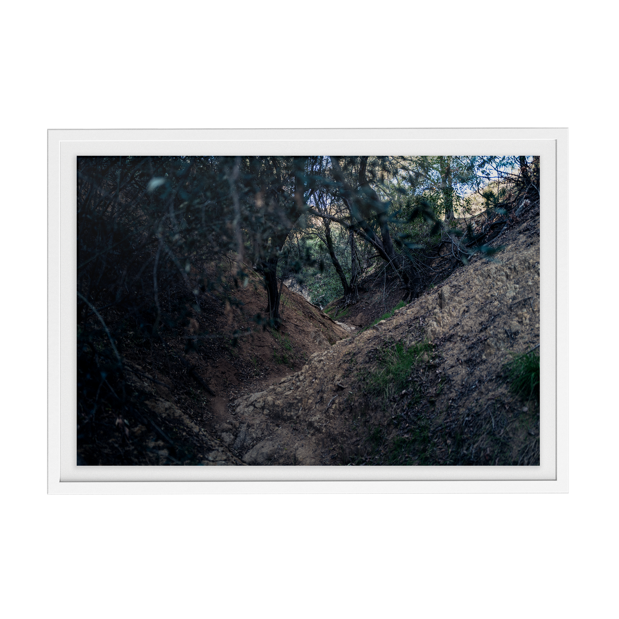 Echo Forest Redux (01)