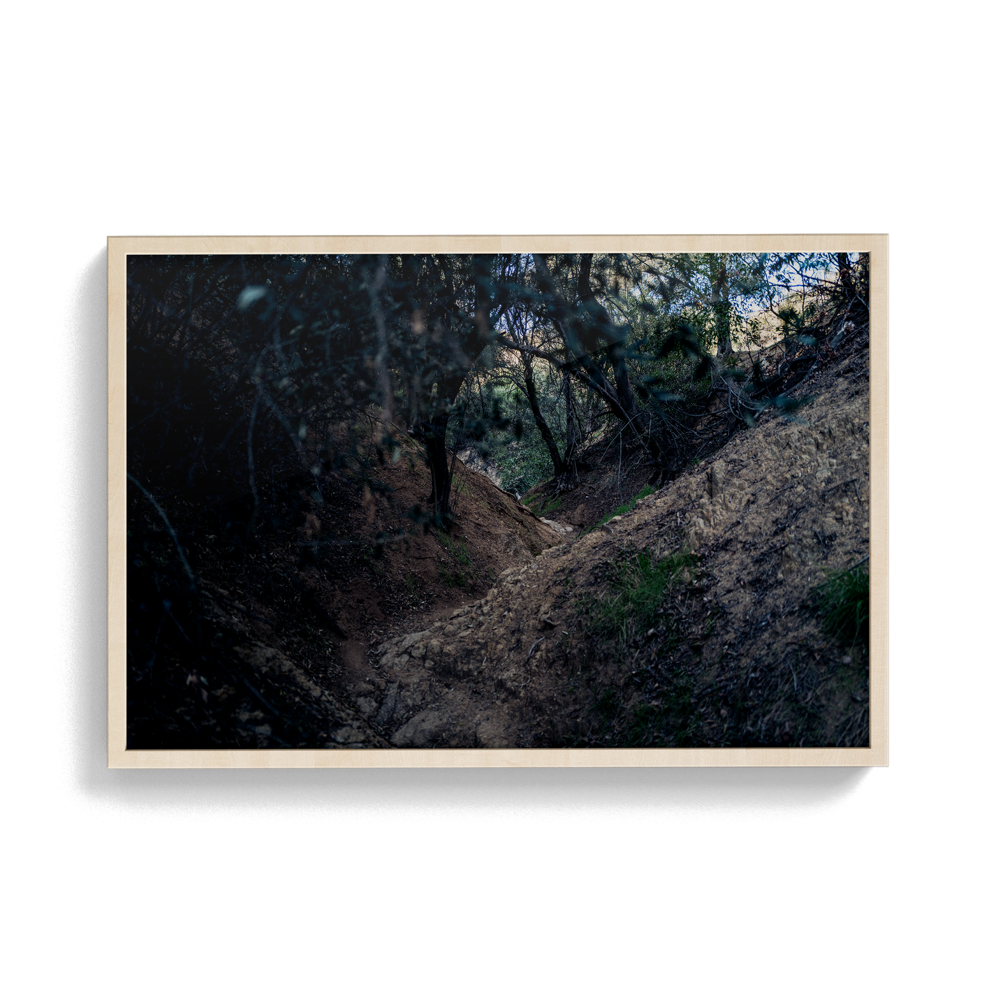 Echo Forest Redux (01)
