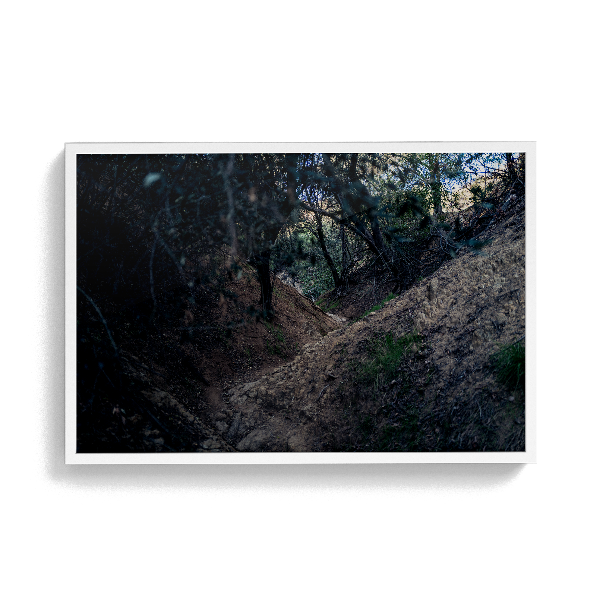 Echo Forest Redux (01)