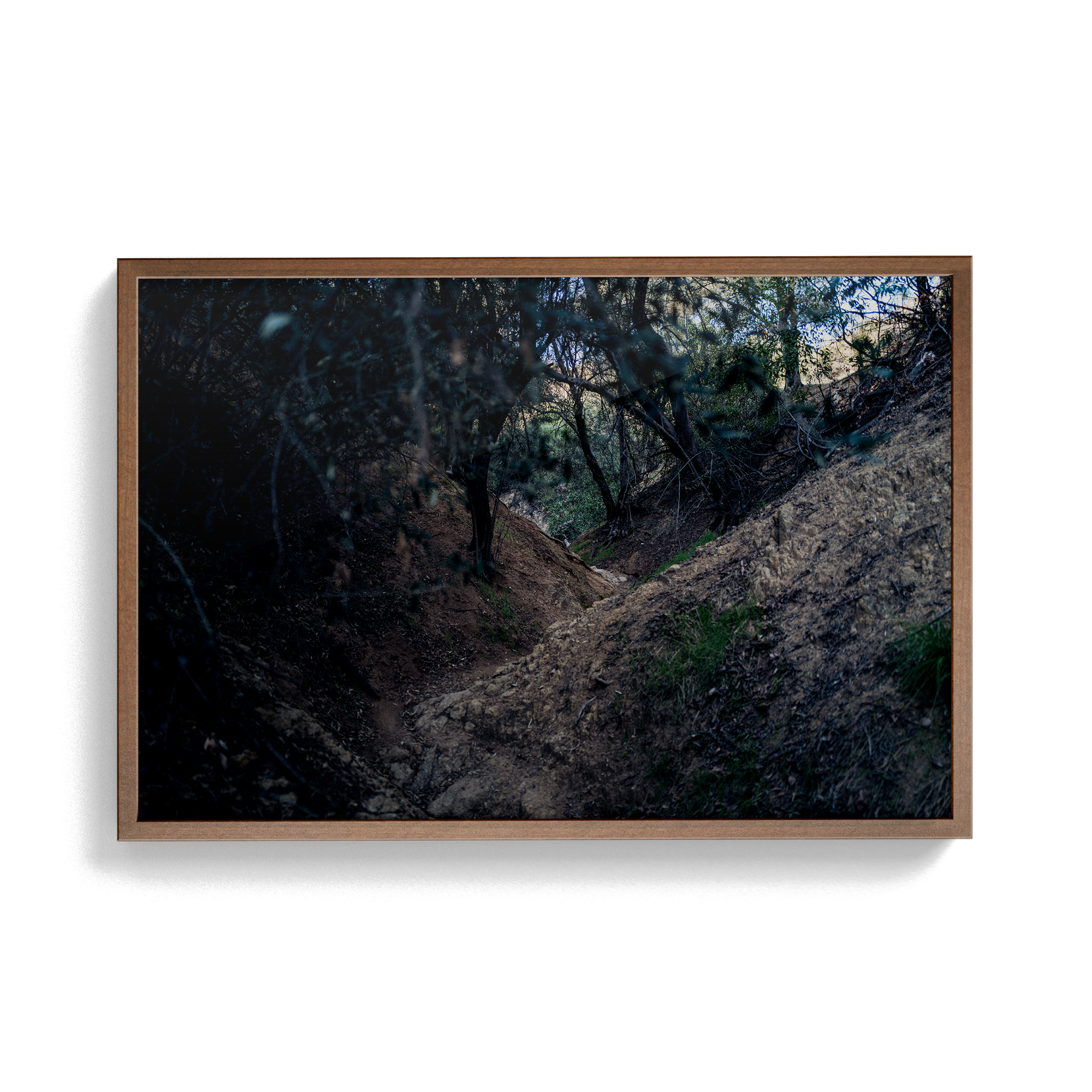 Echo Forest Redux (01)