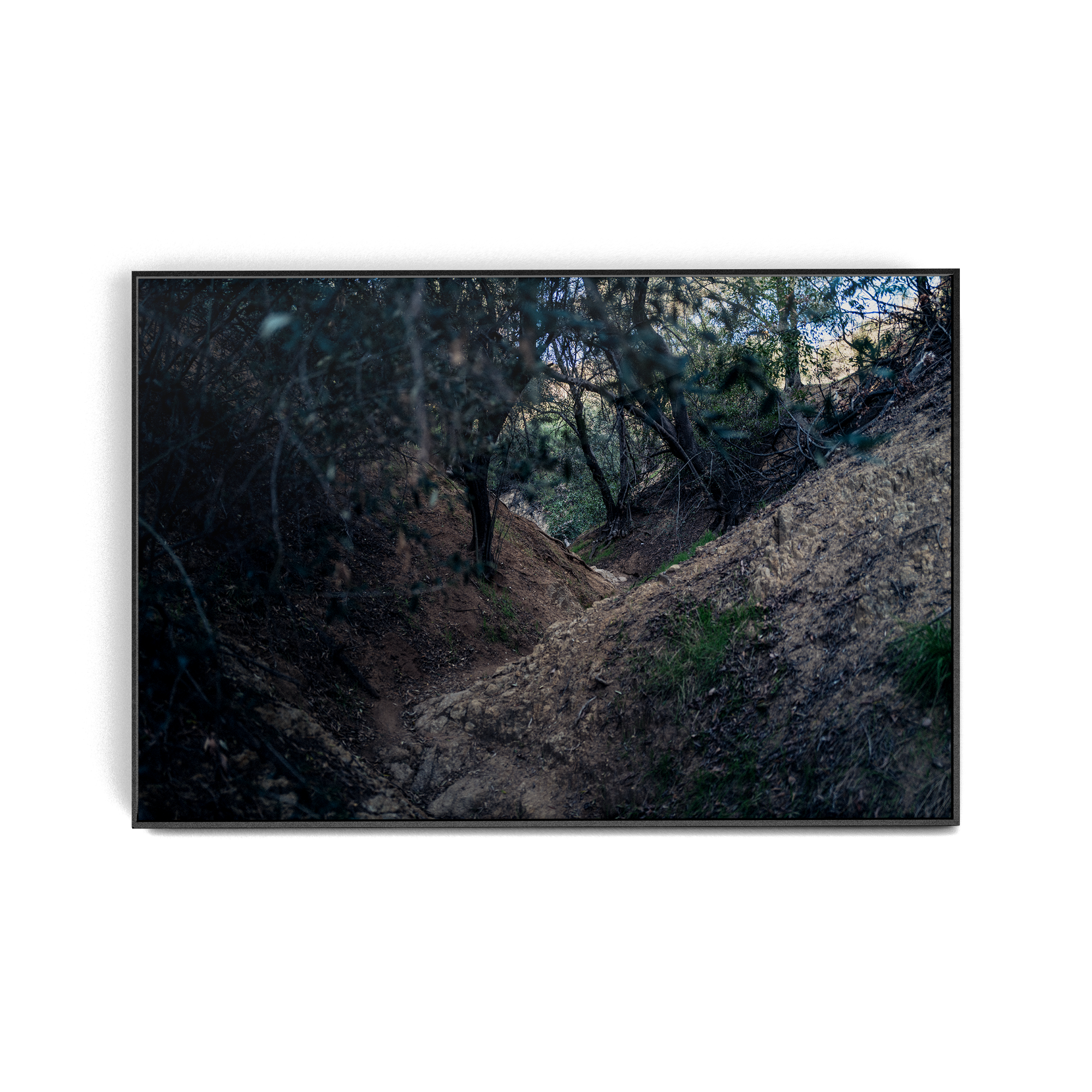 Echo Forest Redux (01)