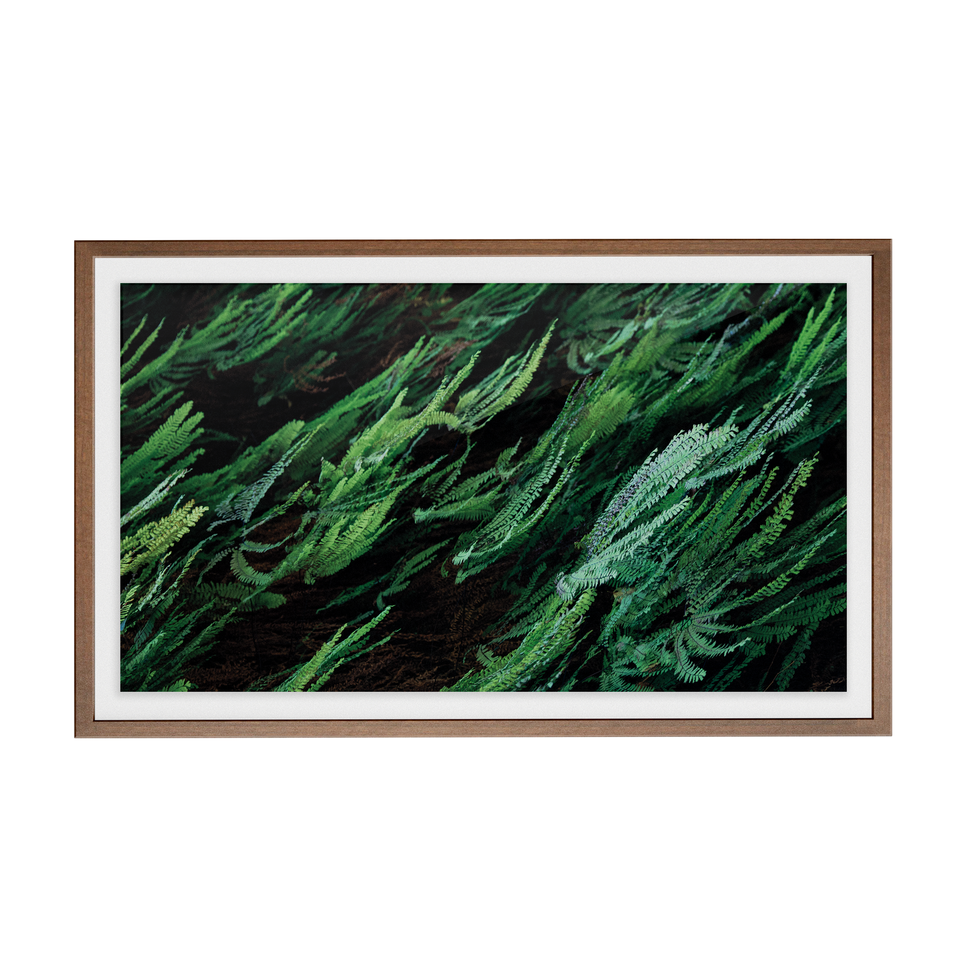 Echo Forest (xii) photographic print