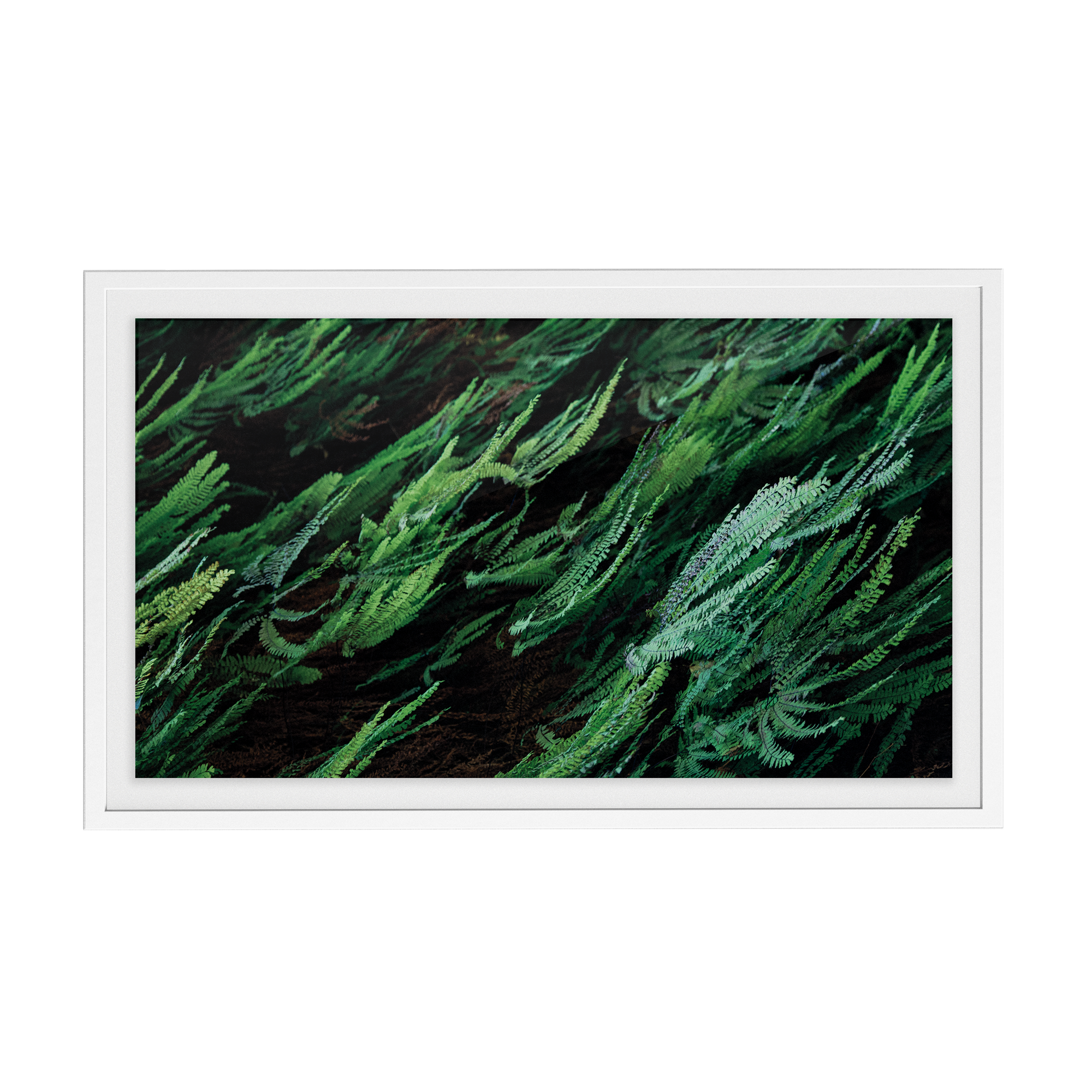 Echo Forest (xii) photographic print
