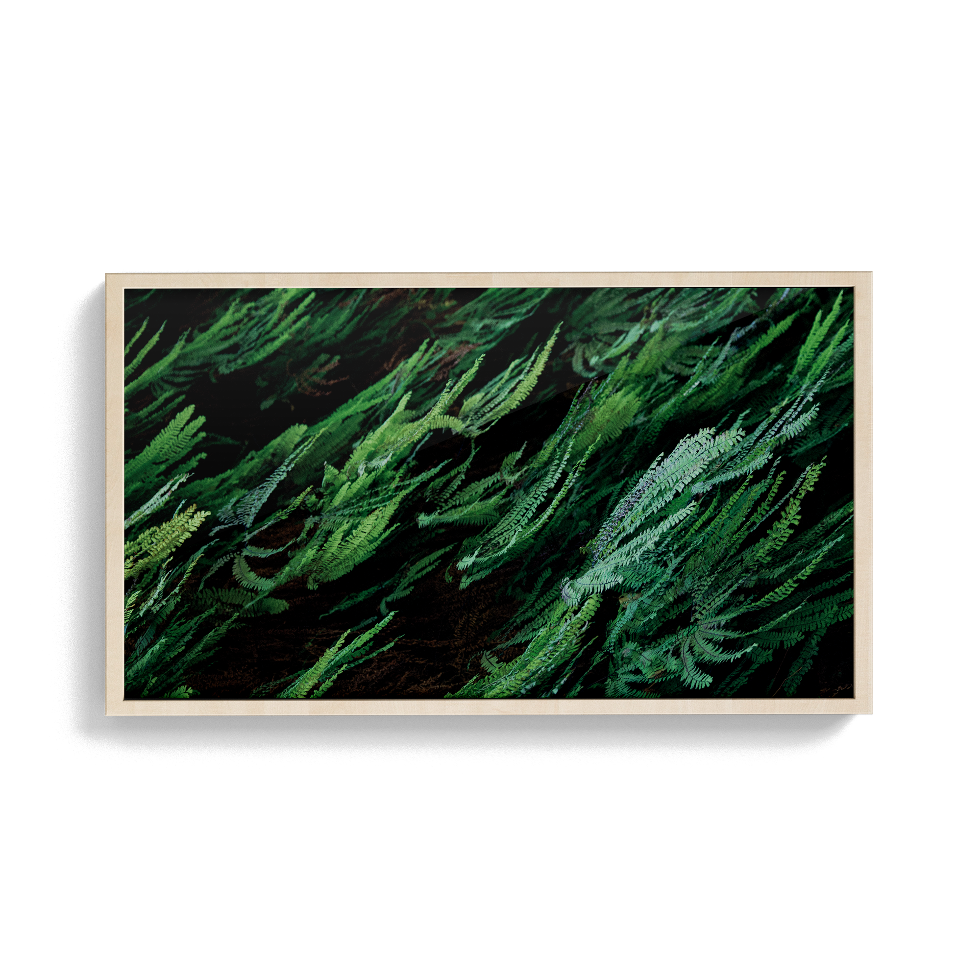 Echo Forest (xii) photographic print