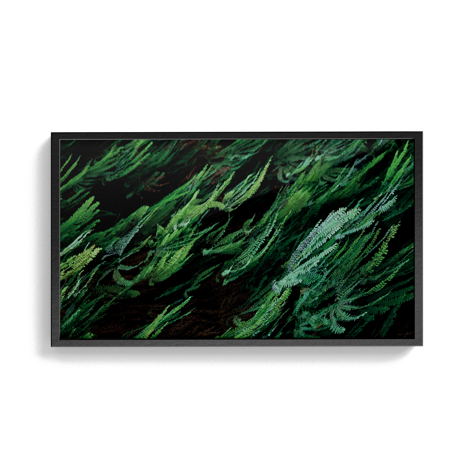 Echo Forest (xii) photographic print