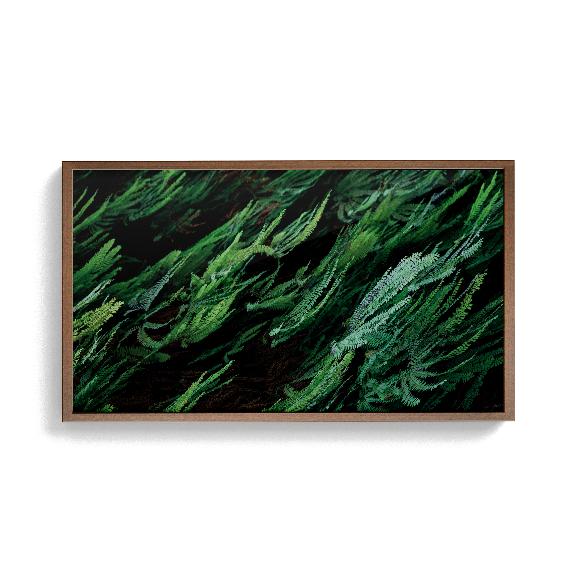 Echo Forest (xii) photographic print