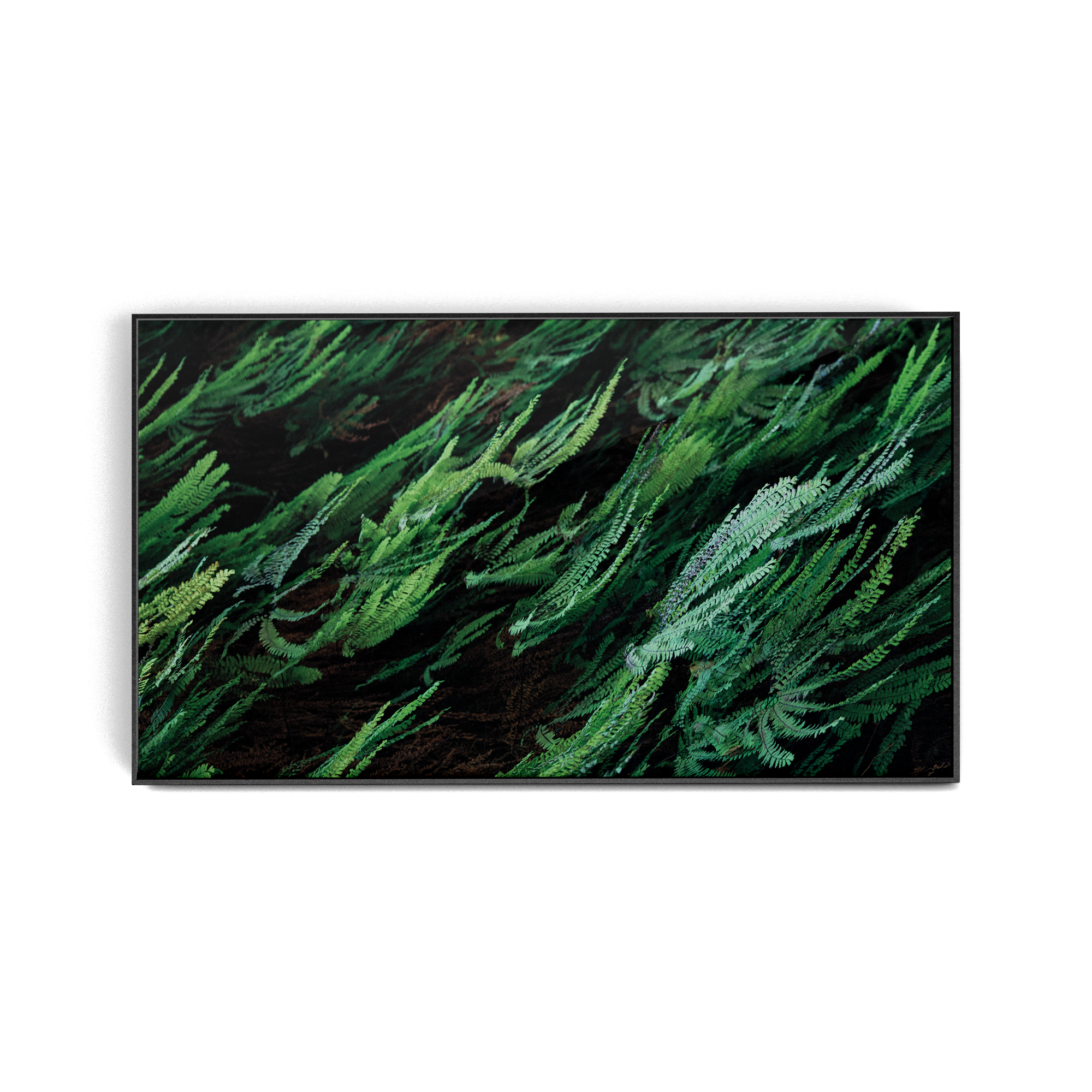 Echo Forest (xii) photographic print