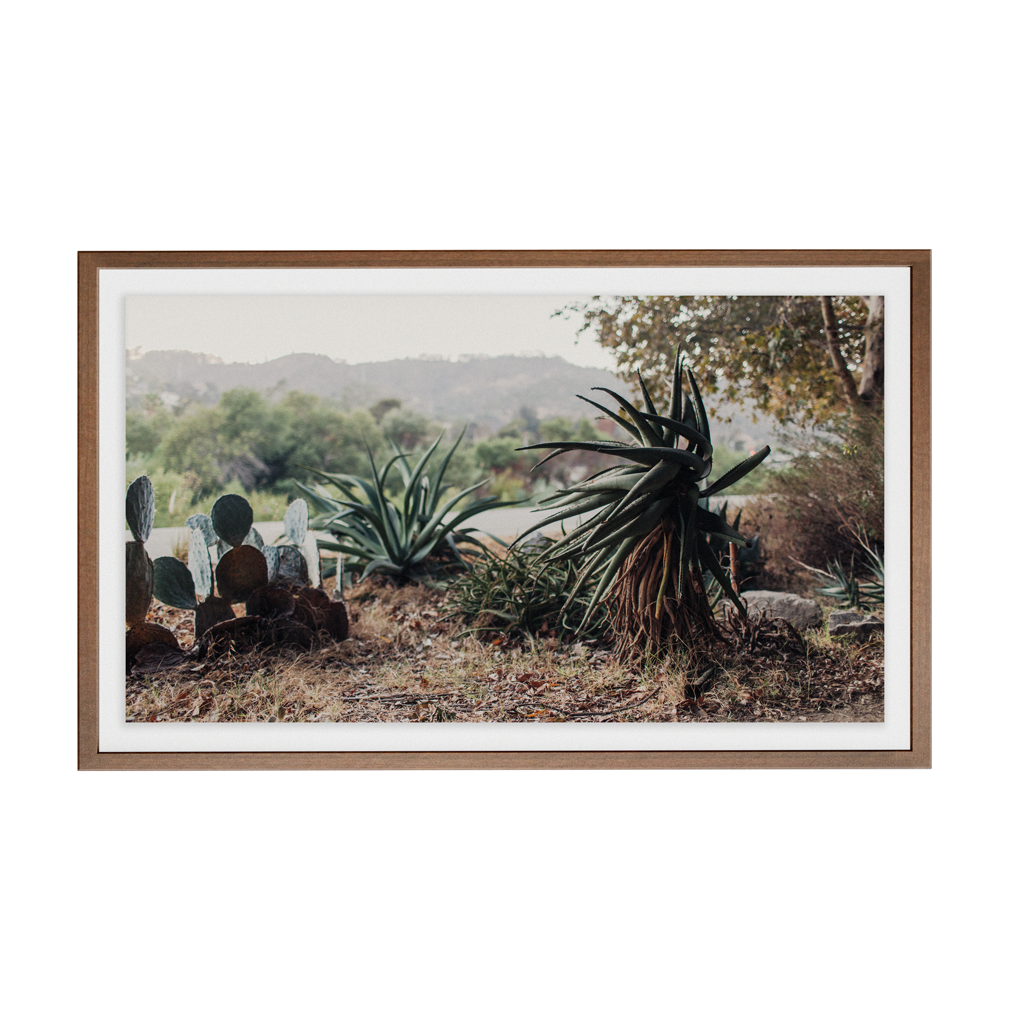 Echo Forest (xxii) photographic print