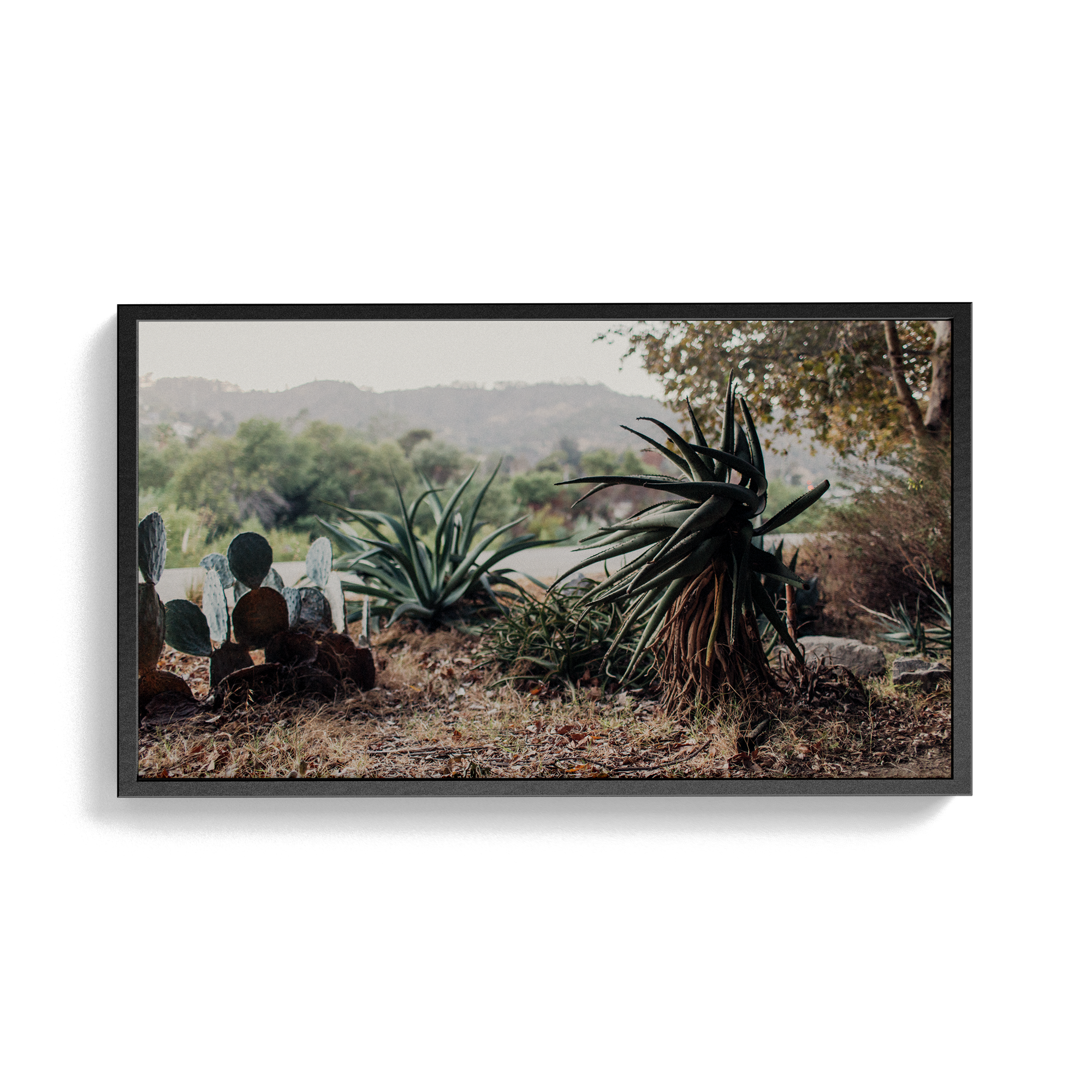 Echo Forest (xxii) photographic print
