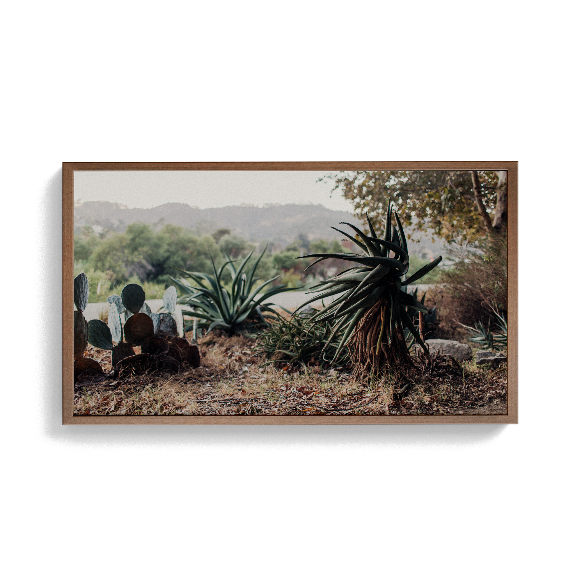 Echo Forest (xxii) photographic print