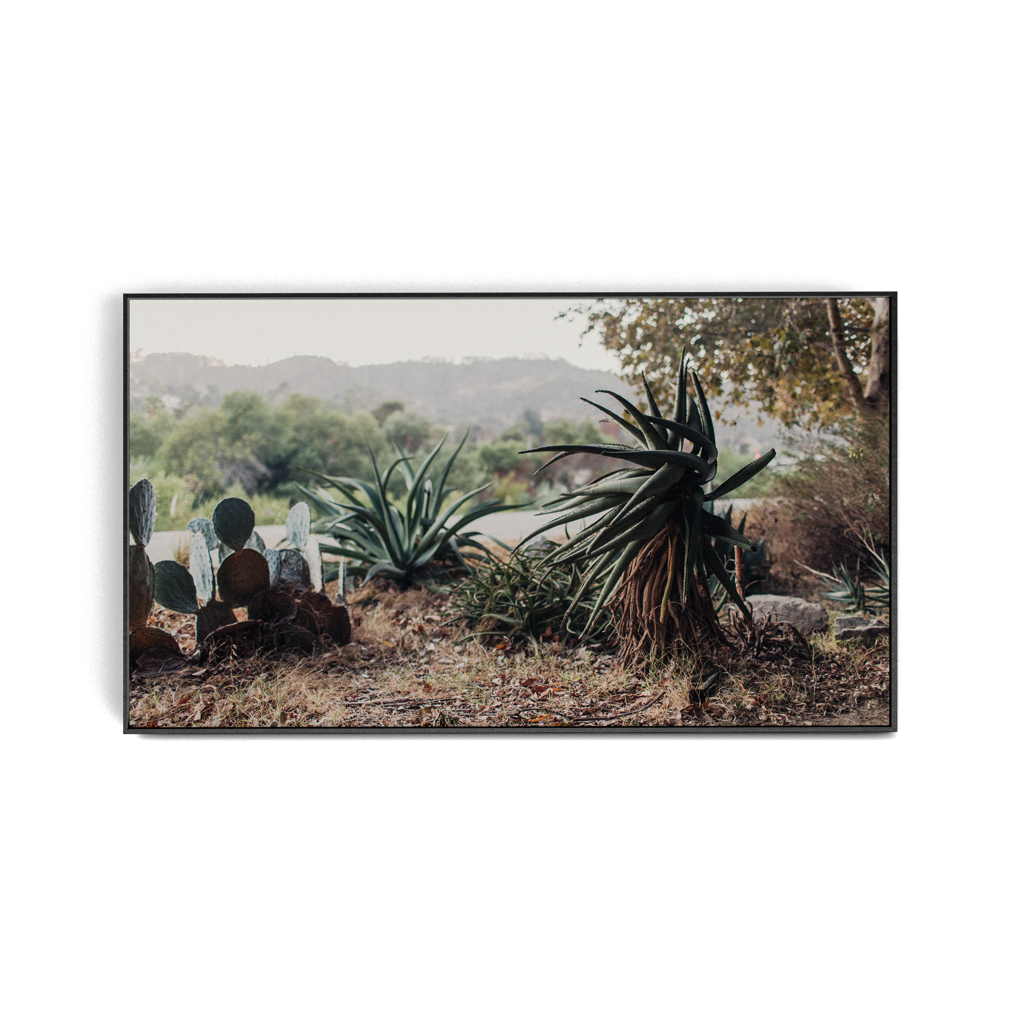 Echo Forest (xxii) photographic print