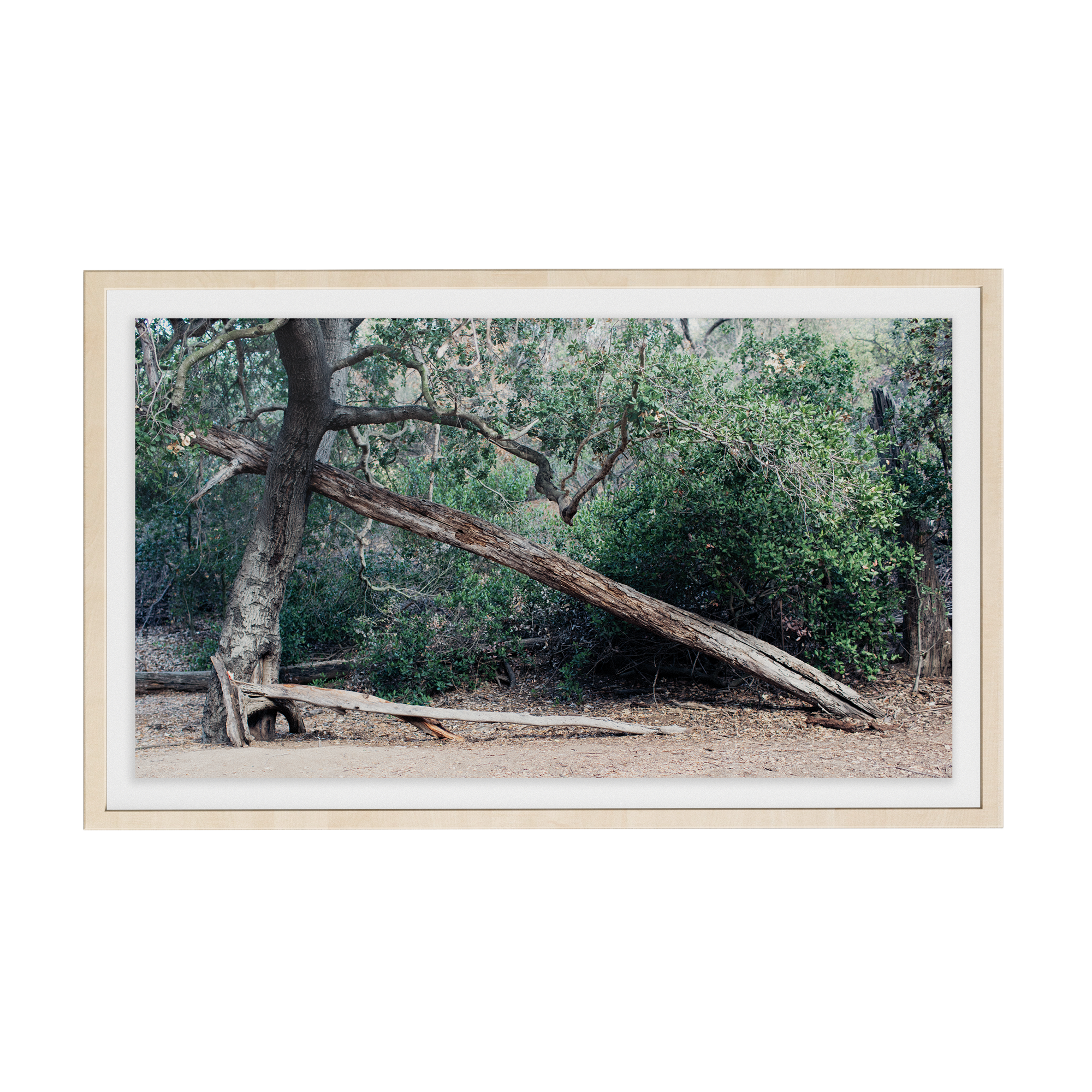Echo Forest (ii) photographic print