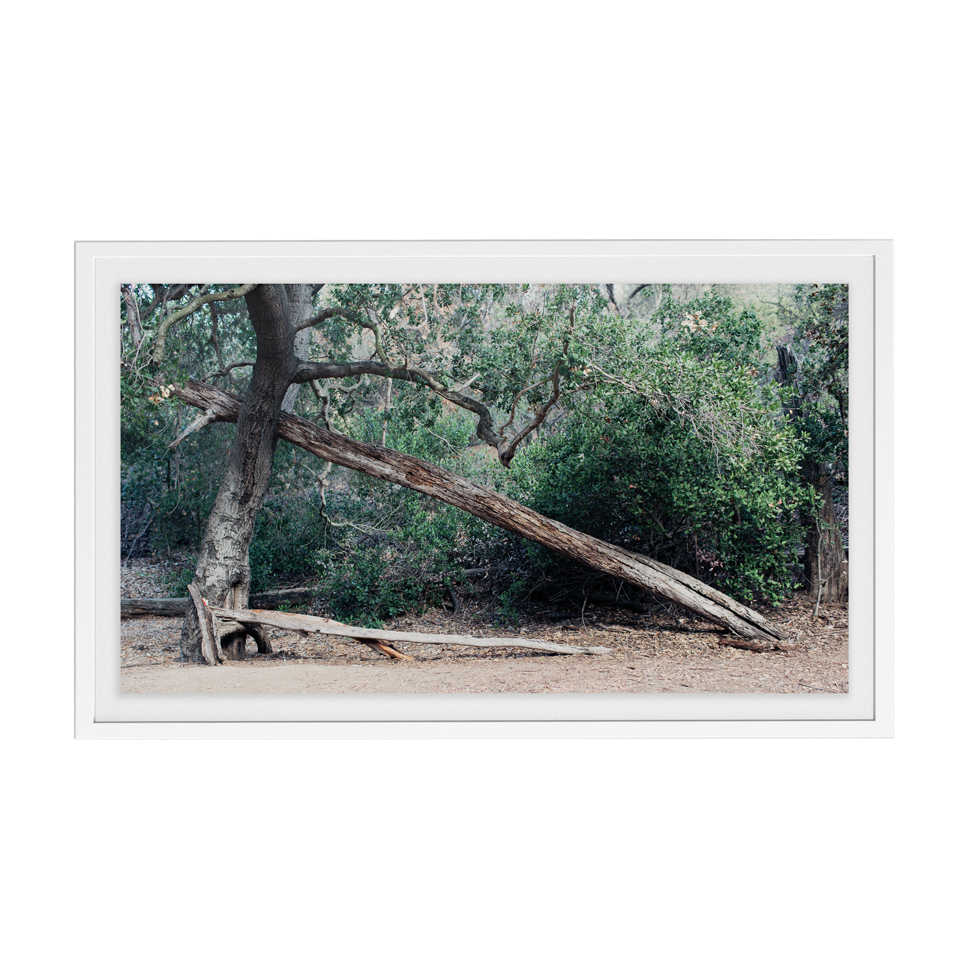 Echo Forest (ii) photographic print