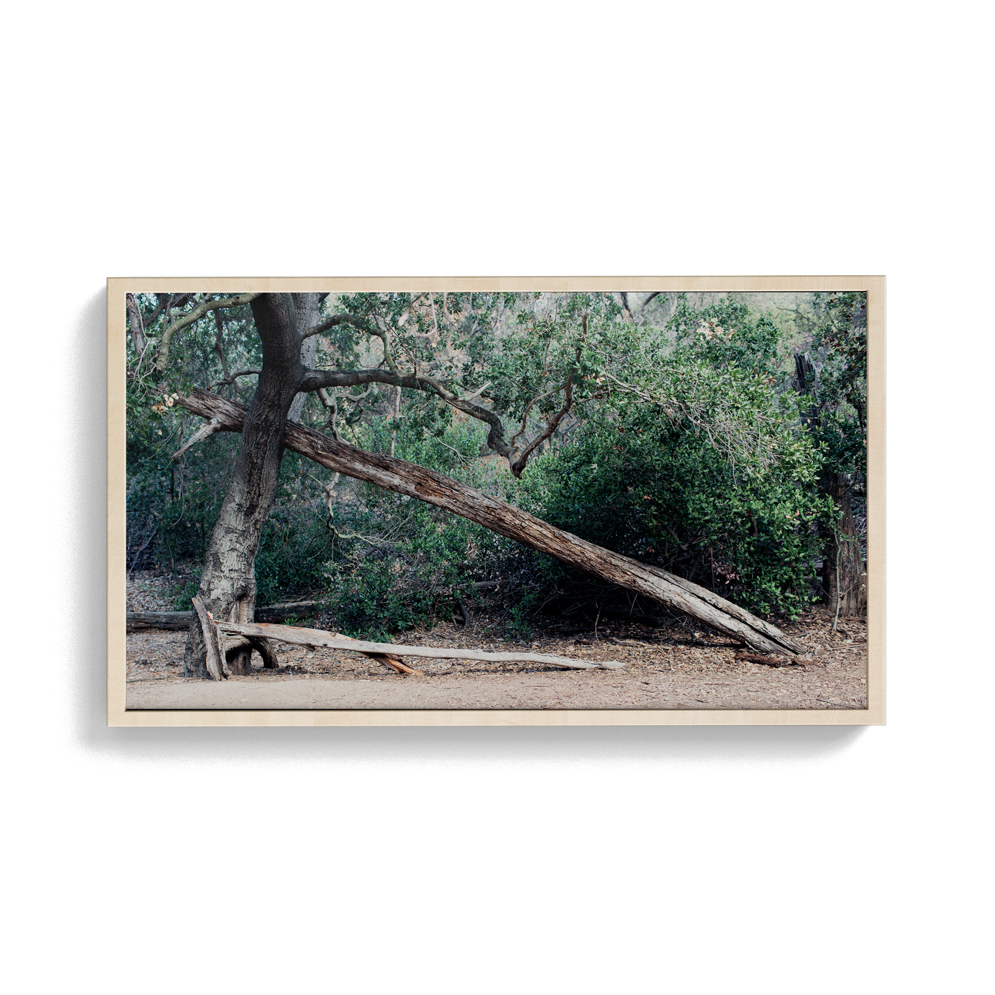 Echo Forest (ii) photographic print