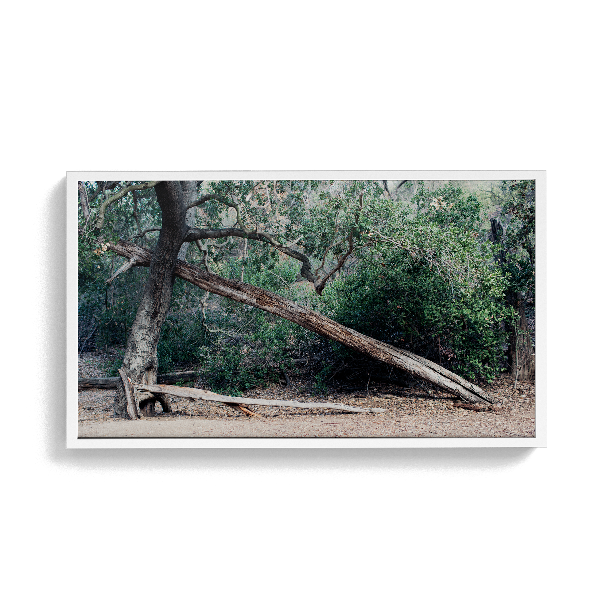 Echo Forest (ii) photographic print