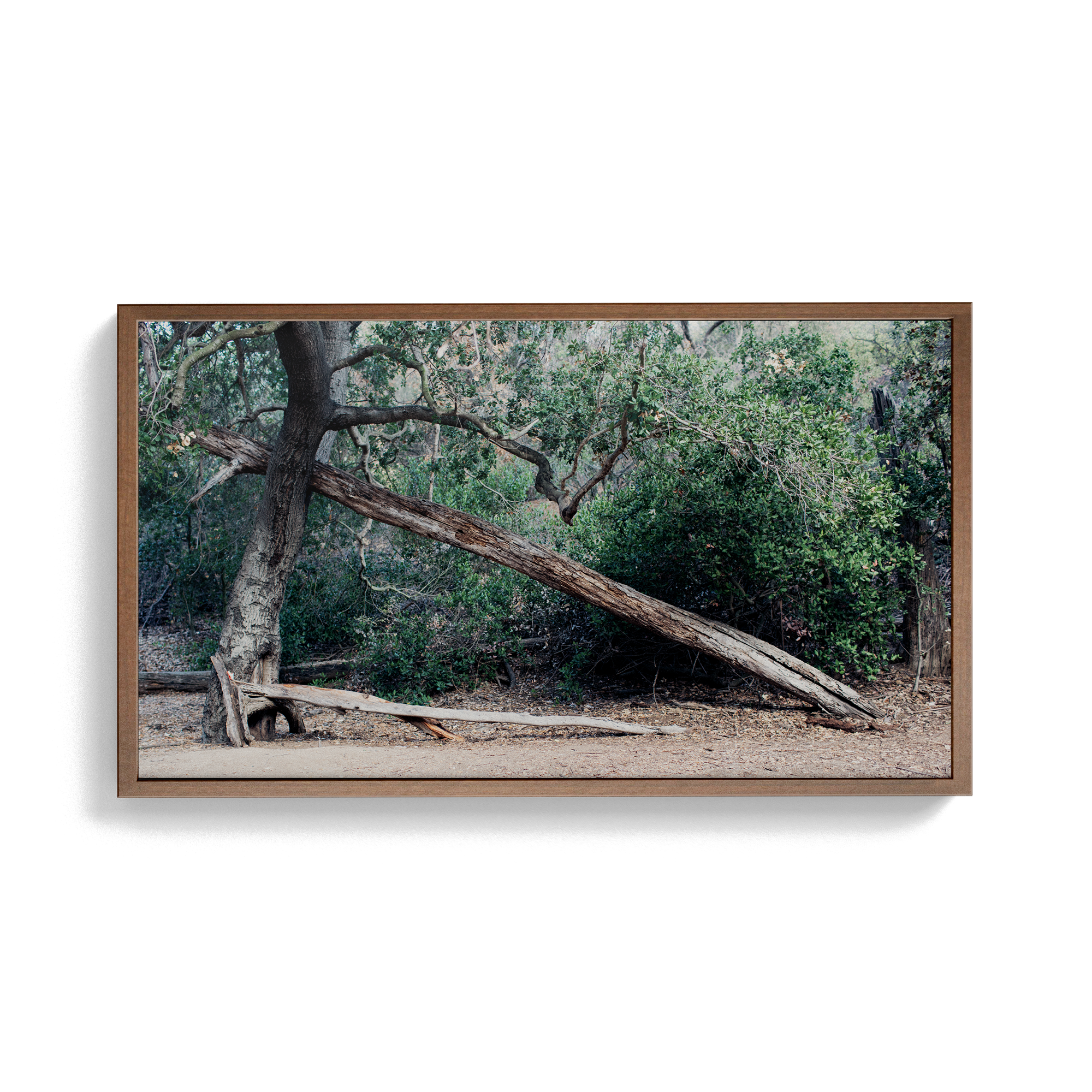 Echo Forest (ii) photographic print
