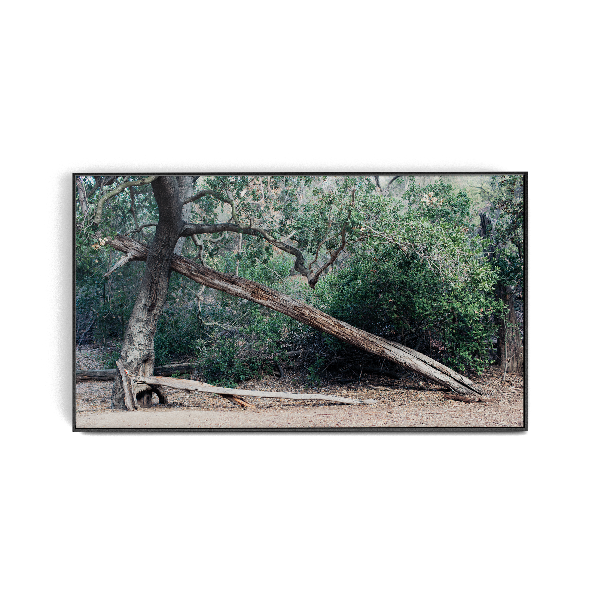 Echo Forest (ii) photographic print