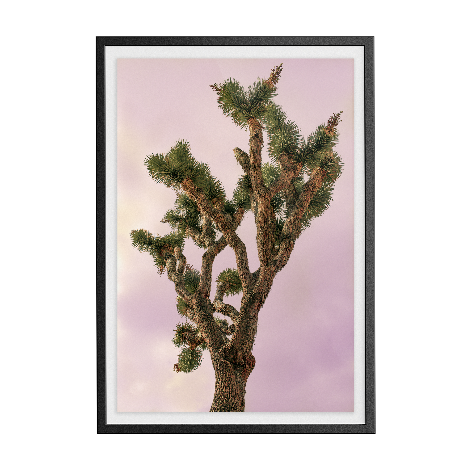 Falken Flats (04, Joshua Tree) photographic print