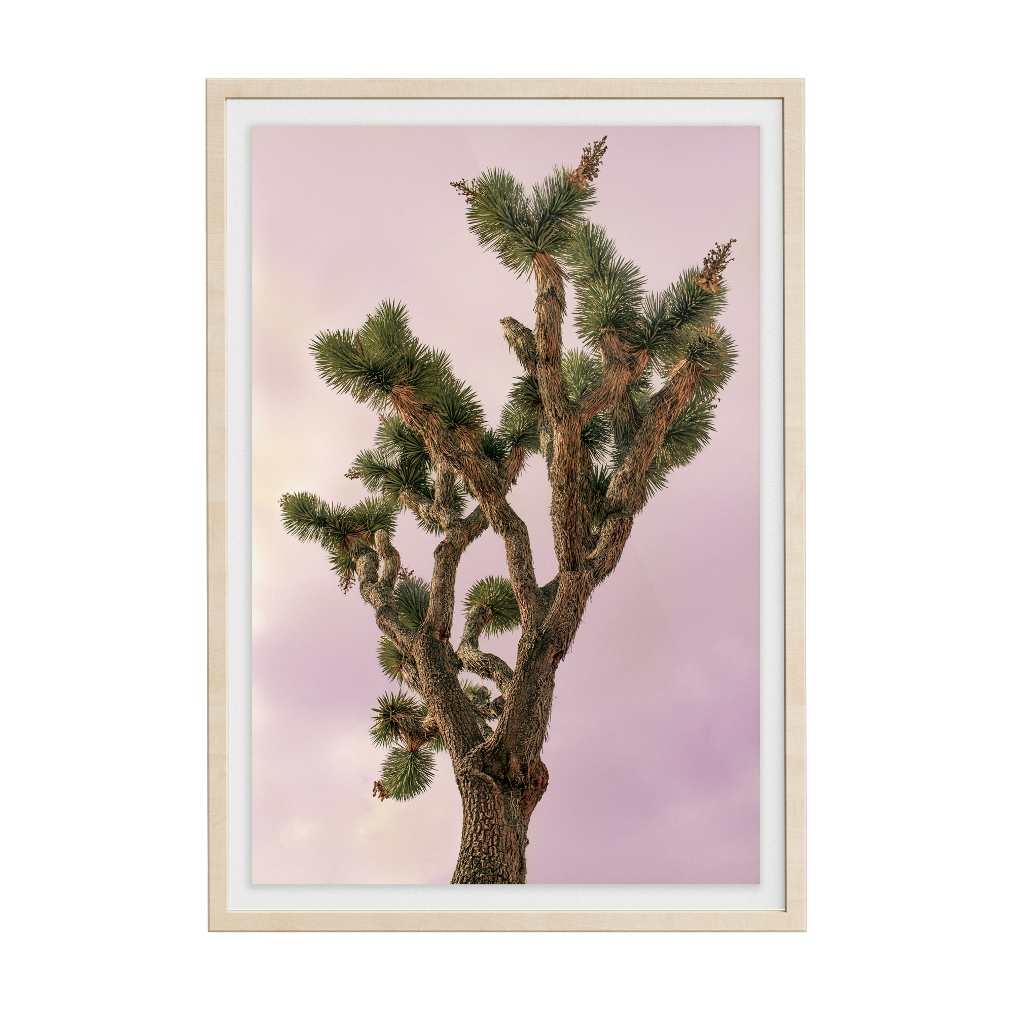 Falken Flats (04, Joshua Tree) photographic print