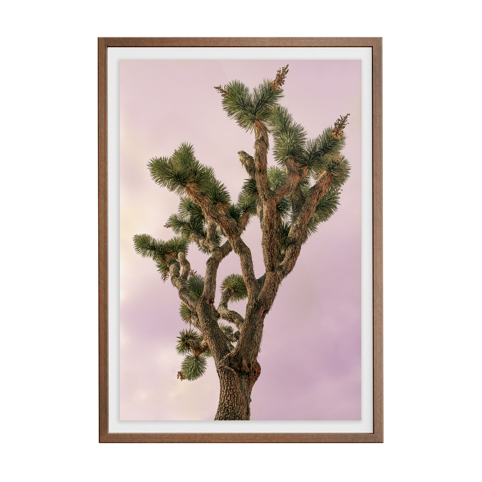 Falken Flats (04, Joshua Tree) photographic print