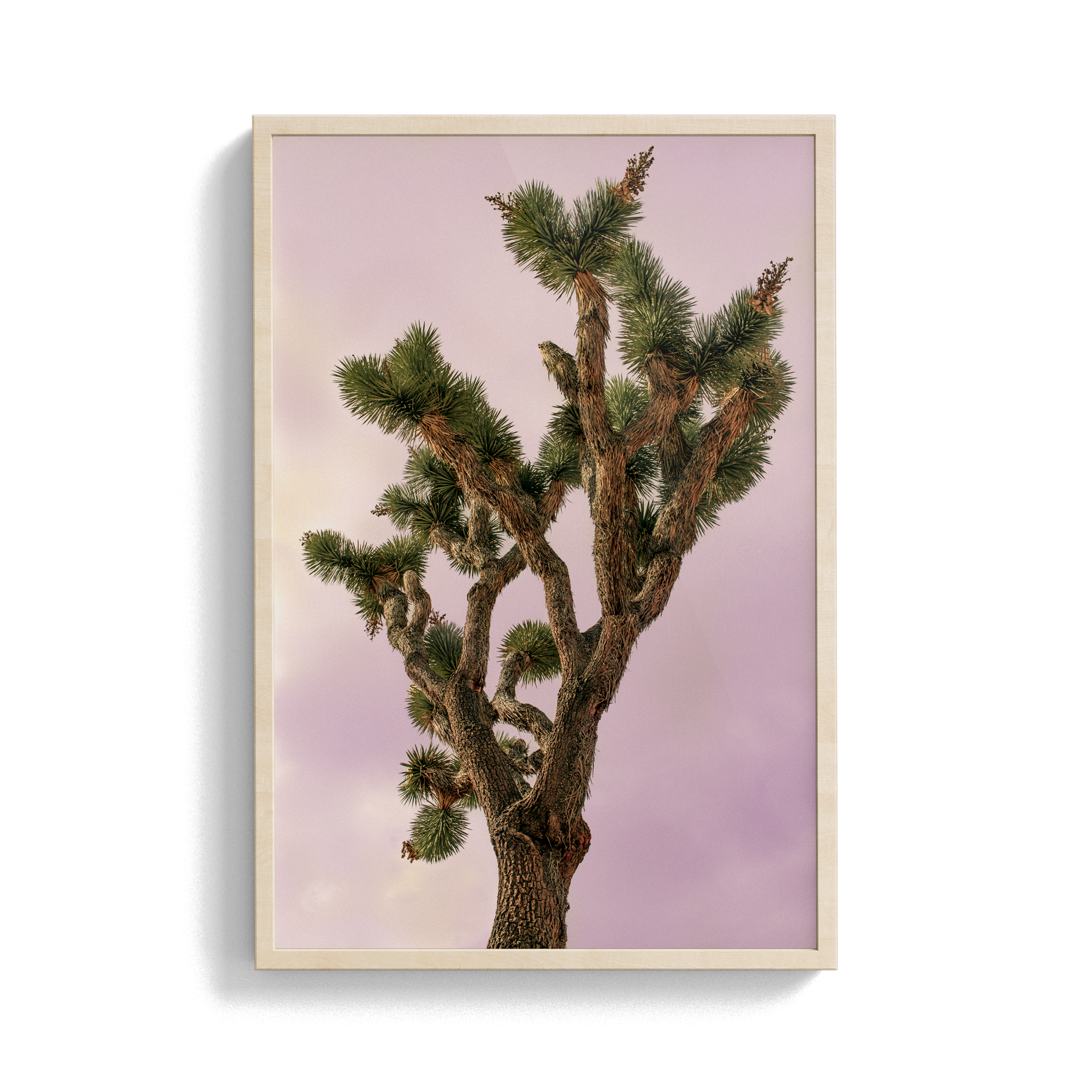 Falken Flats (04, Joshua Tree) photographic print