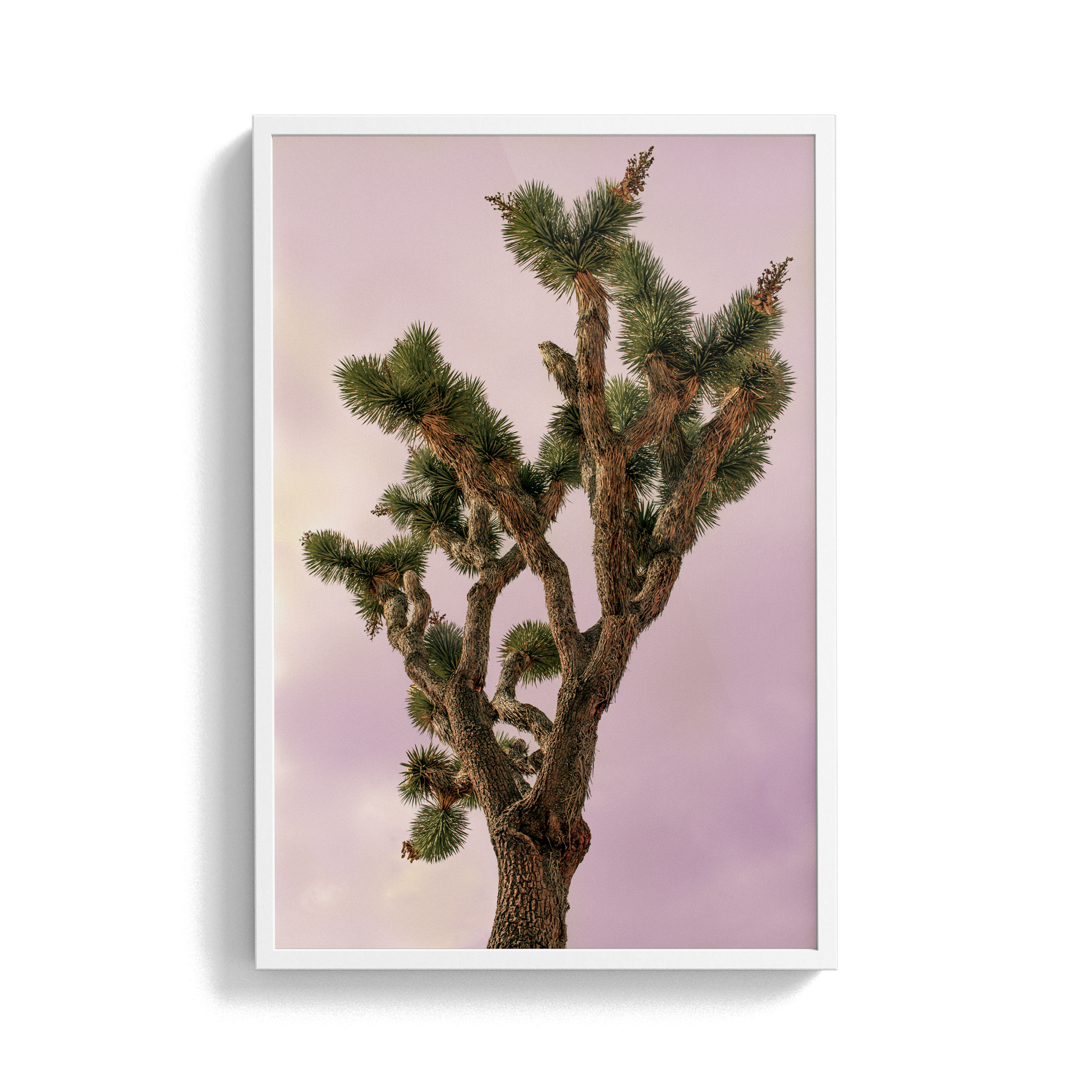 Falken Flats (04, Joshua Tree) photographic print
