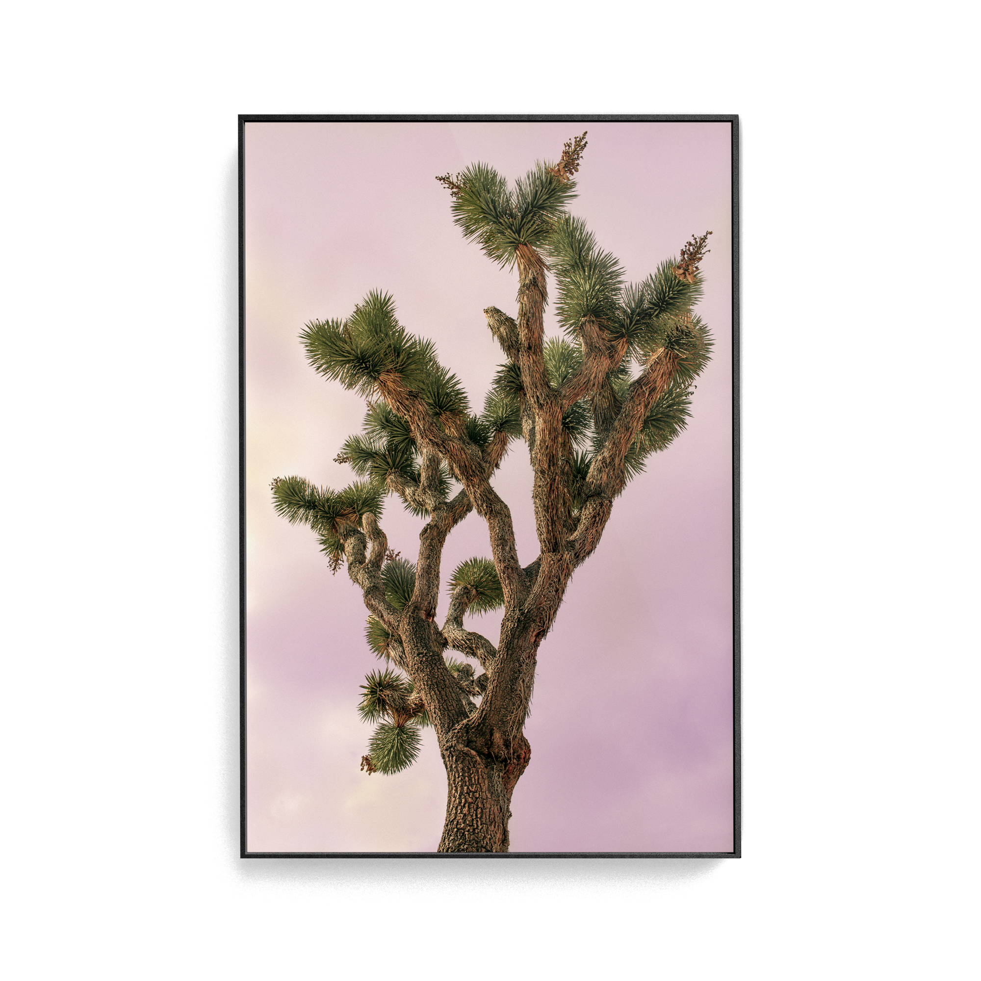 Falken Flats (04, Joshua Tree) photographic print