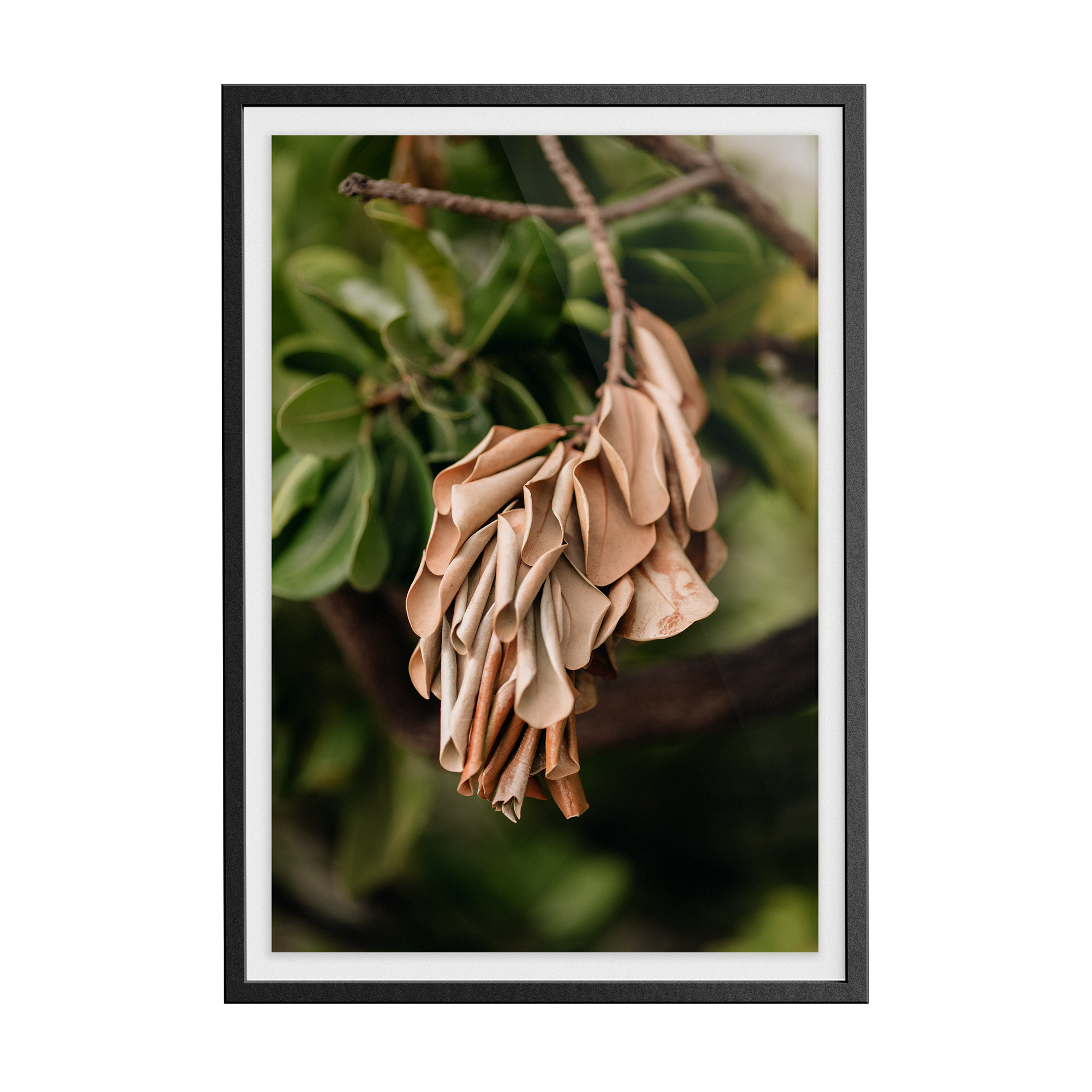 Grove House, Miami (No. 11) photographic print