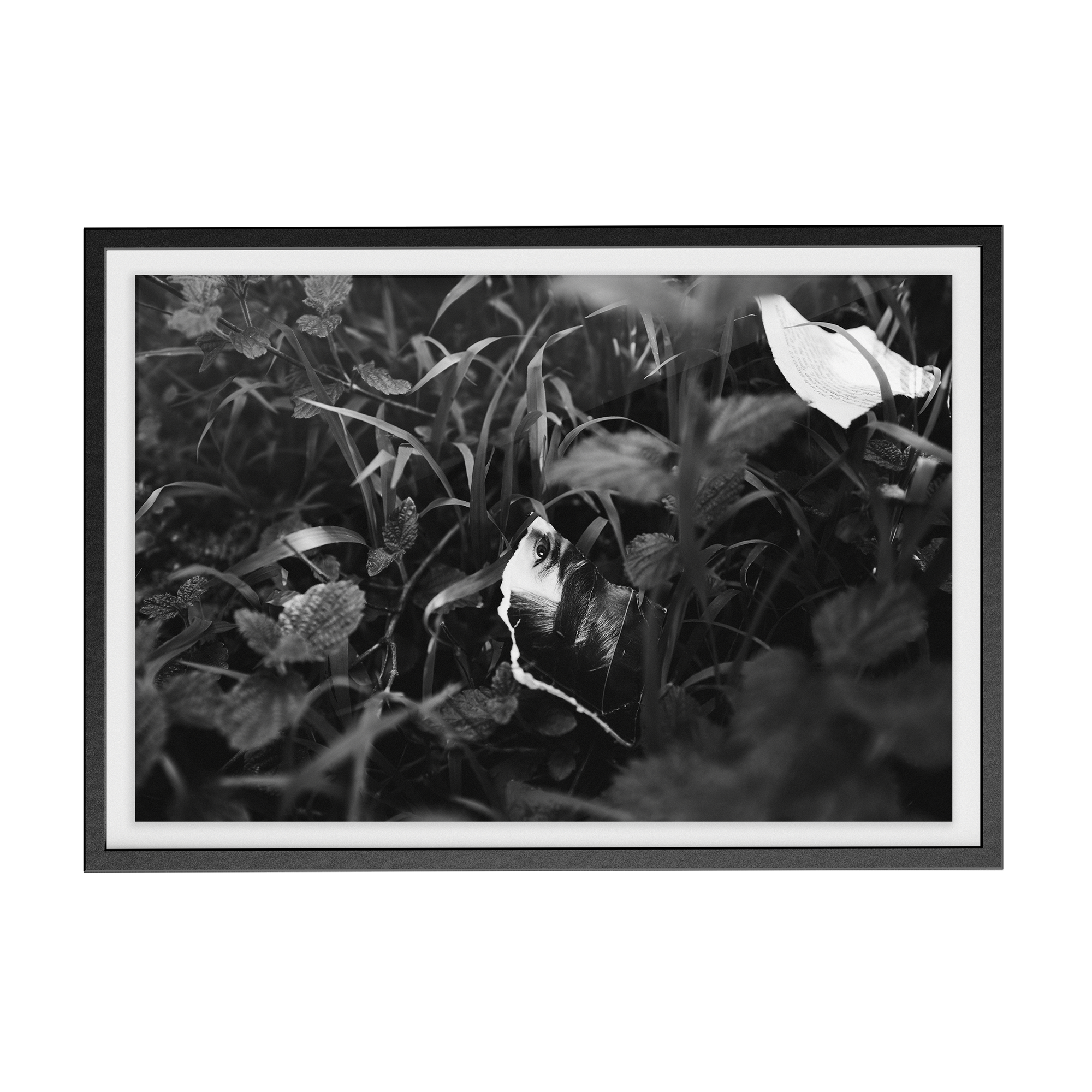Lashings (Isolation) photographic print