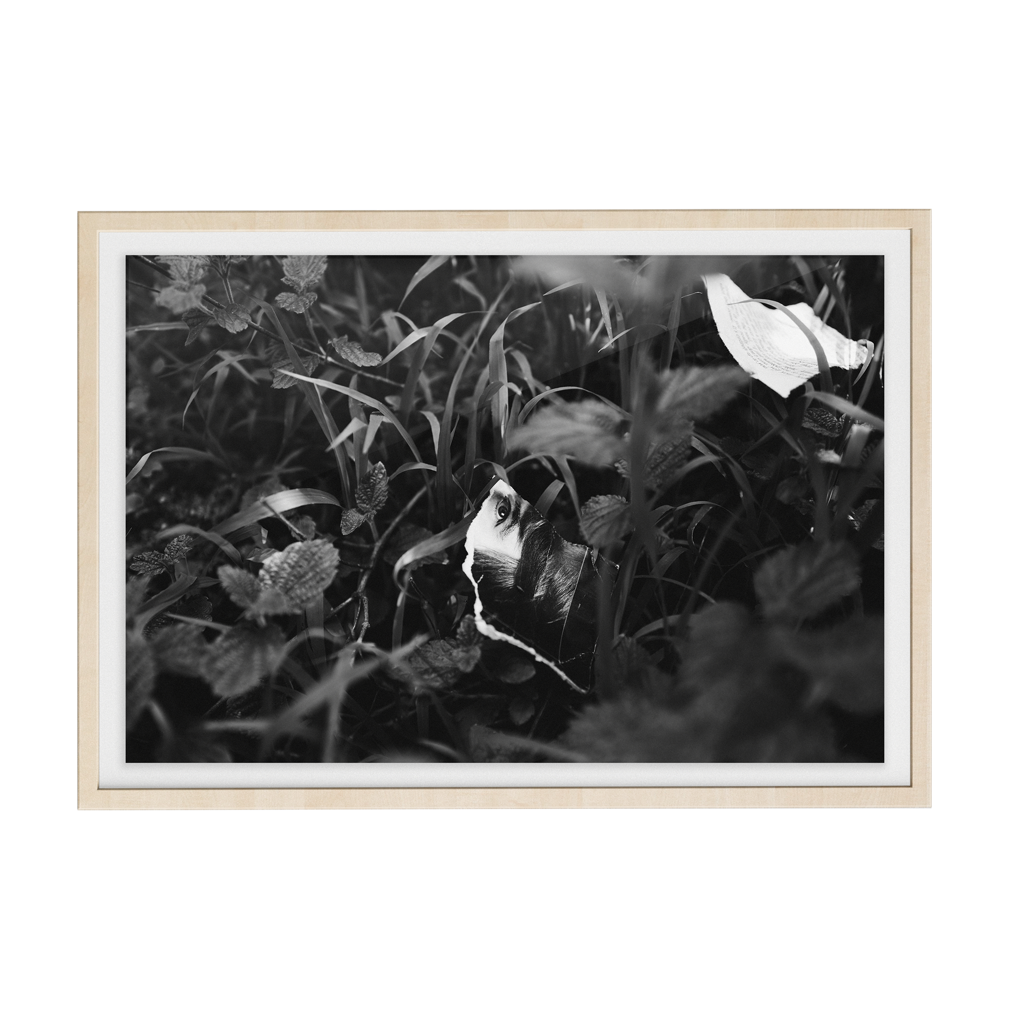 Lashings (Isolation) photographic print