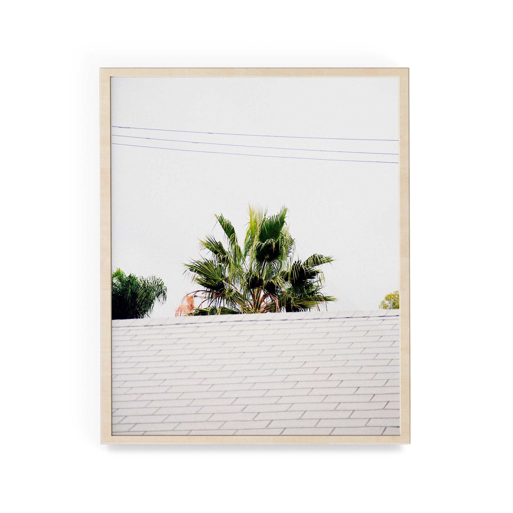 Palm Roof photographic print