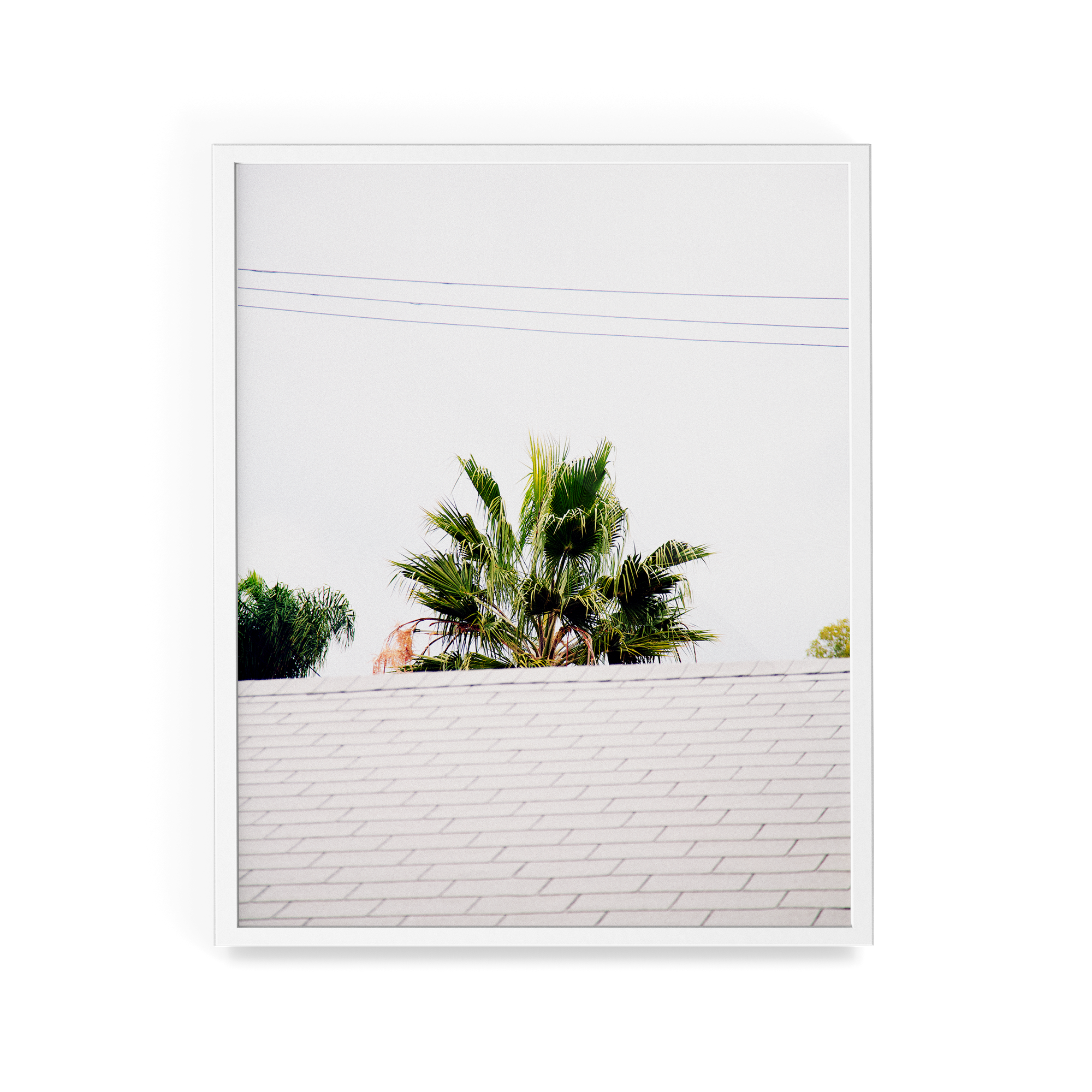 Palm Roof photographic print