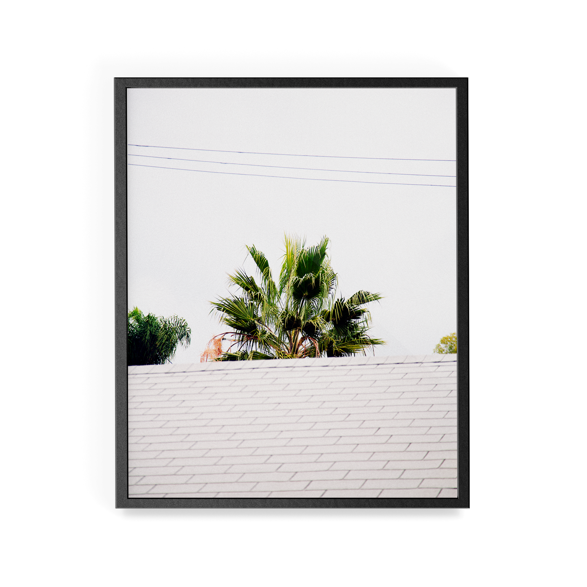 Palm Roof photographic print