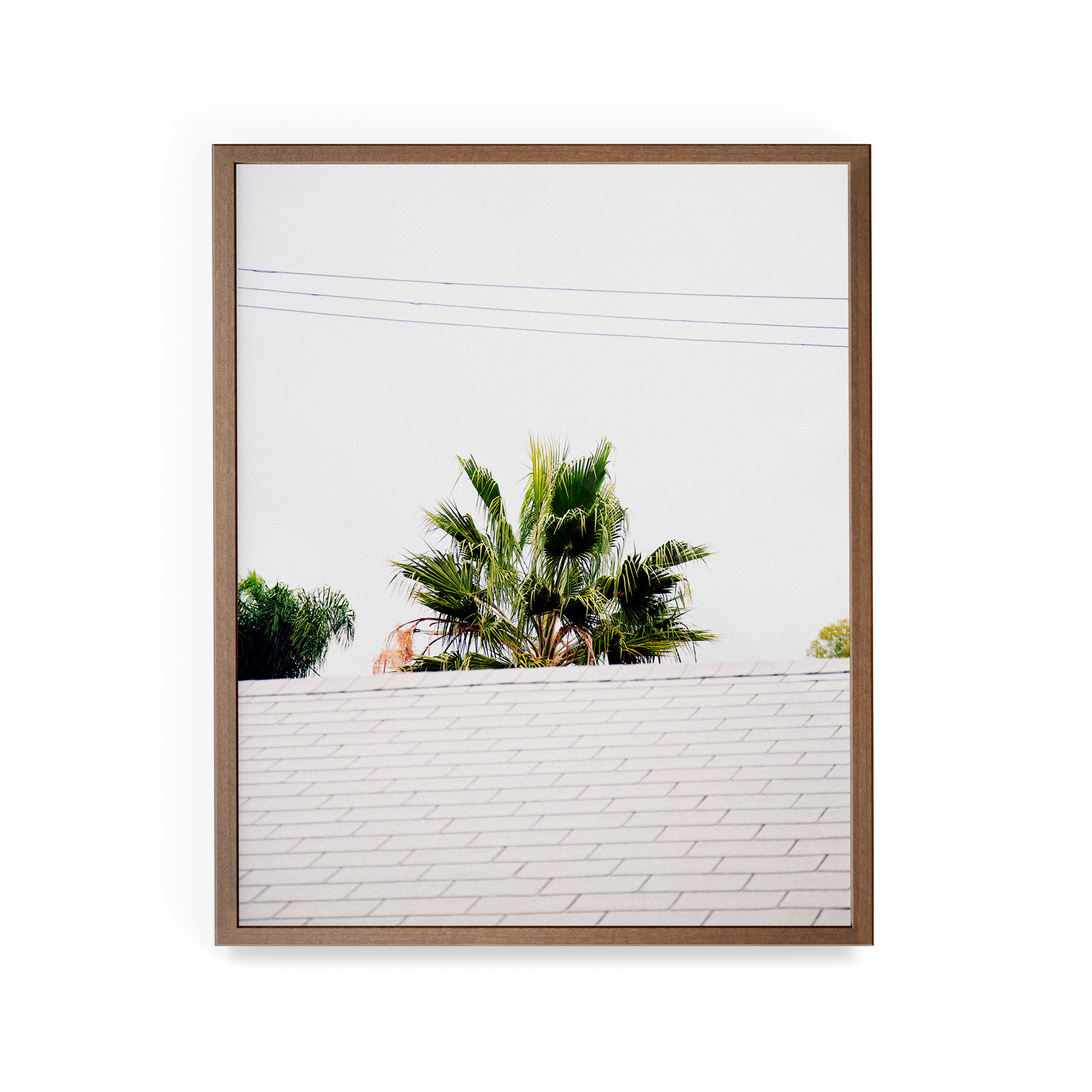 Palm Roof photographic print