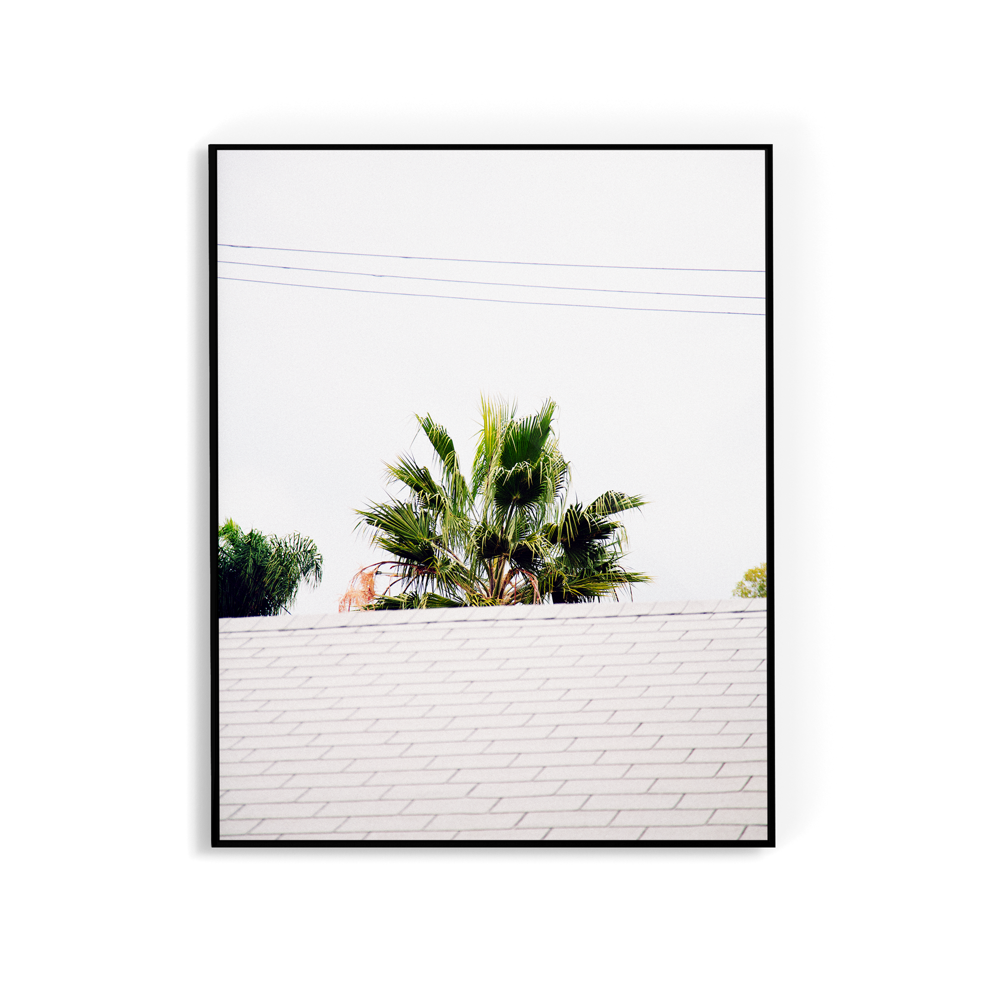 Palm Roof photographic print