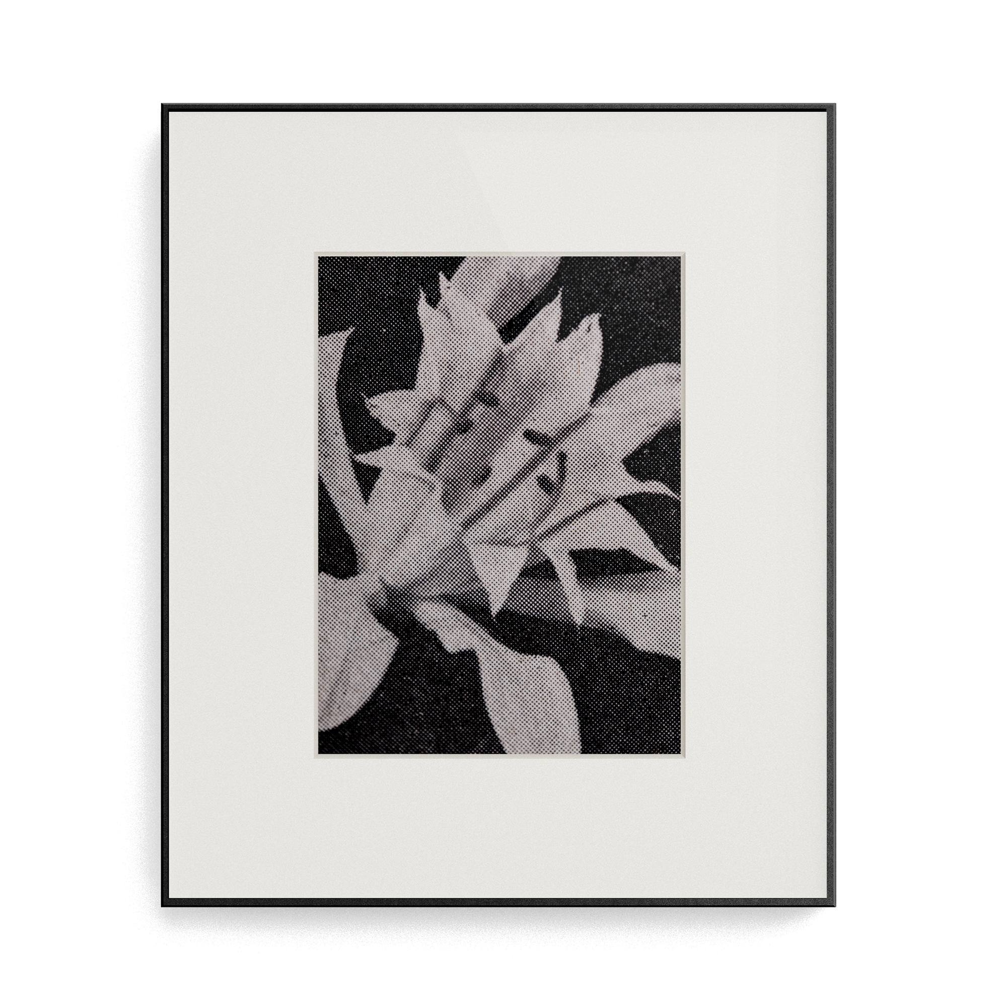 Suite Exotica Osmium (No. 2) photo print