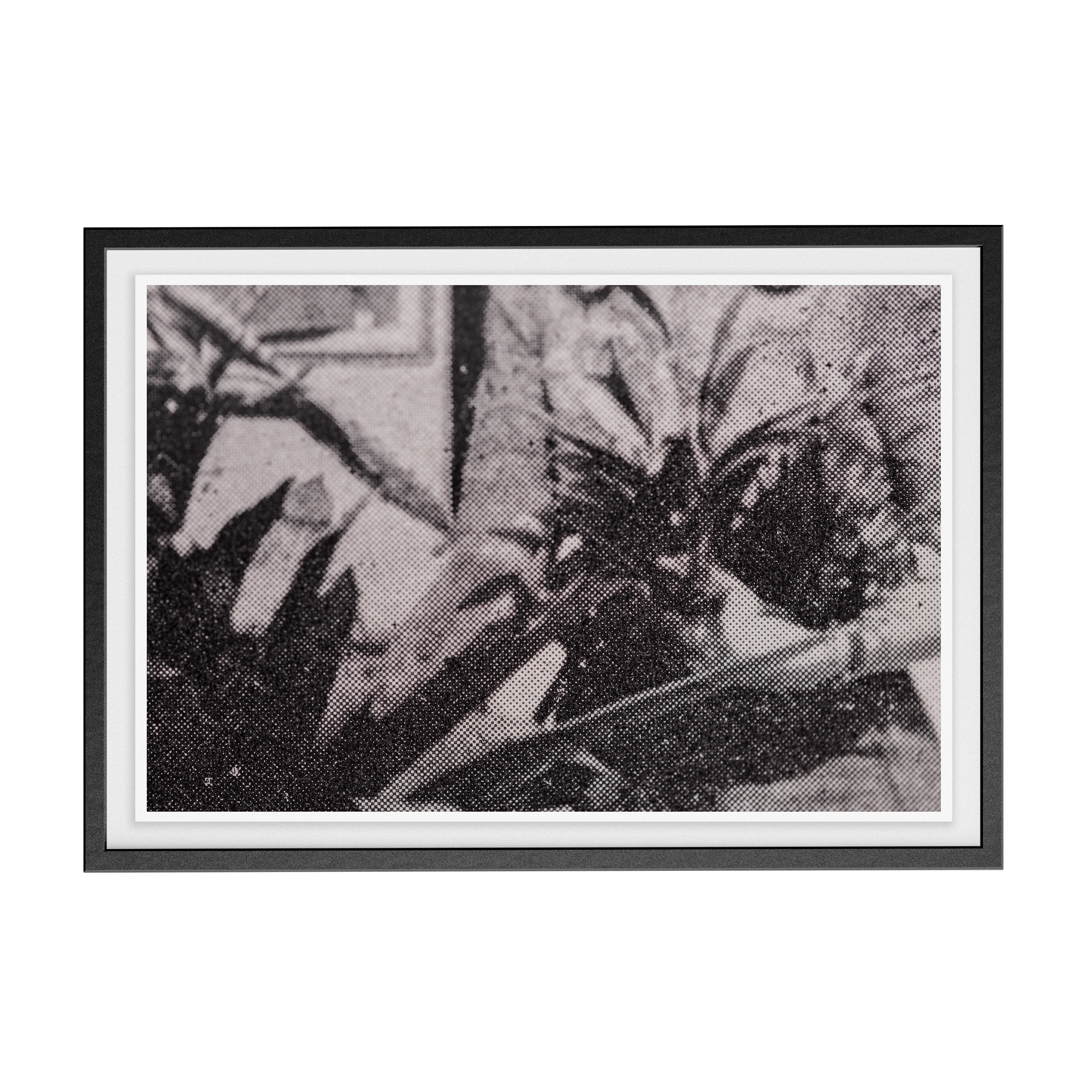 Suite Exotica Nova (No. 5) photographic print