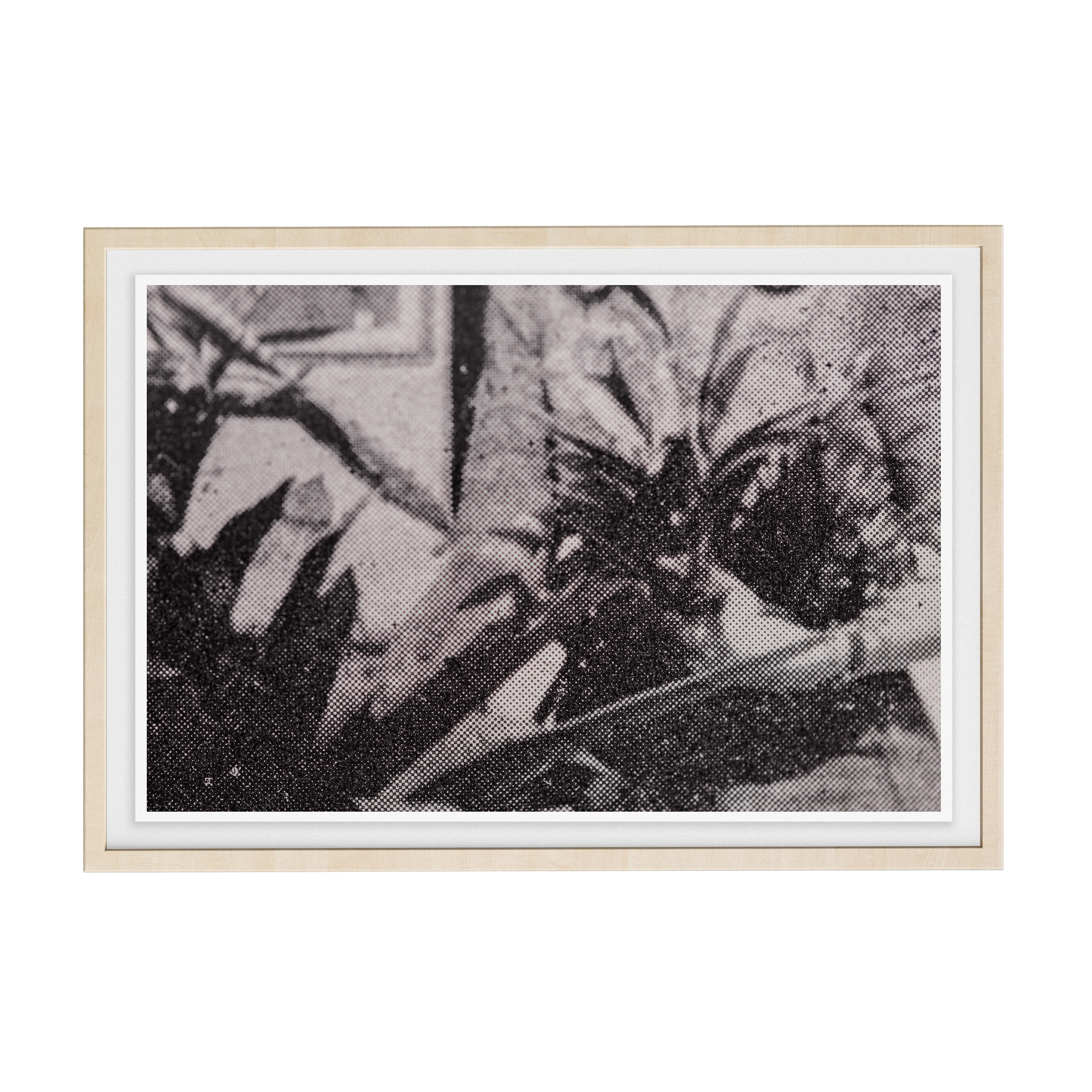 Suite Exotica Nova (No. 5) photographic print