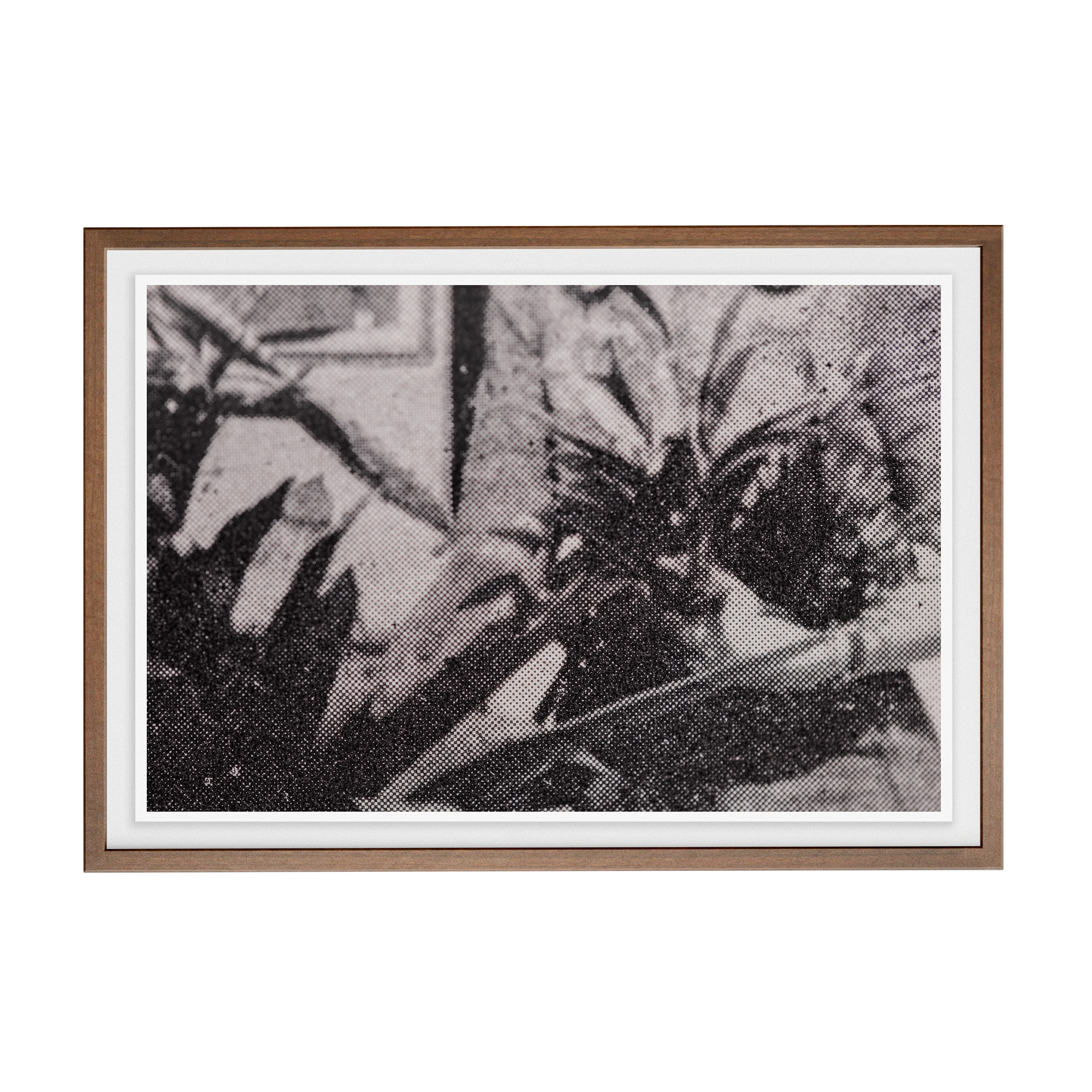 Suite Exotica Nova (No. 5) photographic print