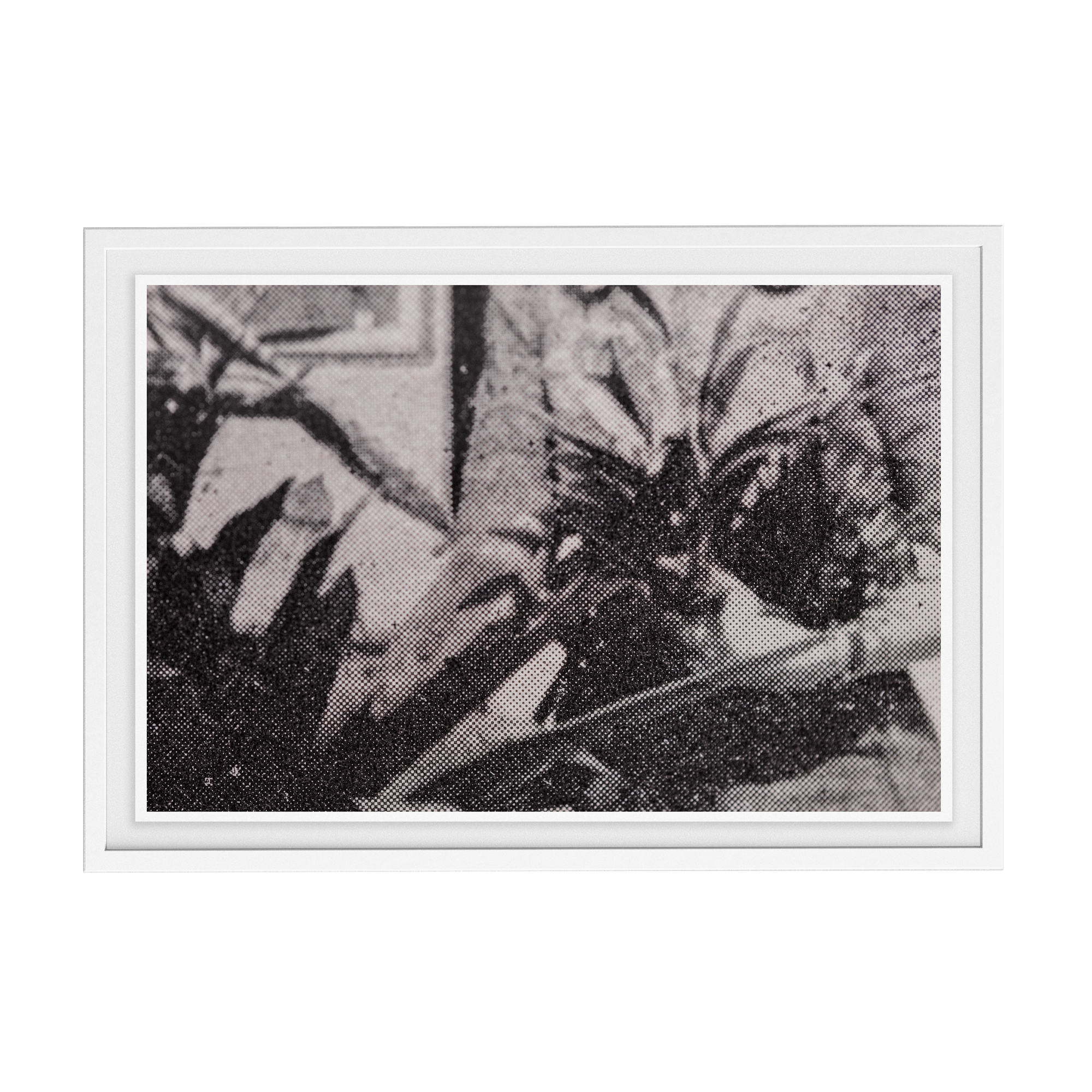 Suite Exotica Nova (No. 5) photographic print
