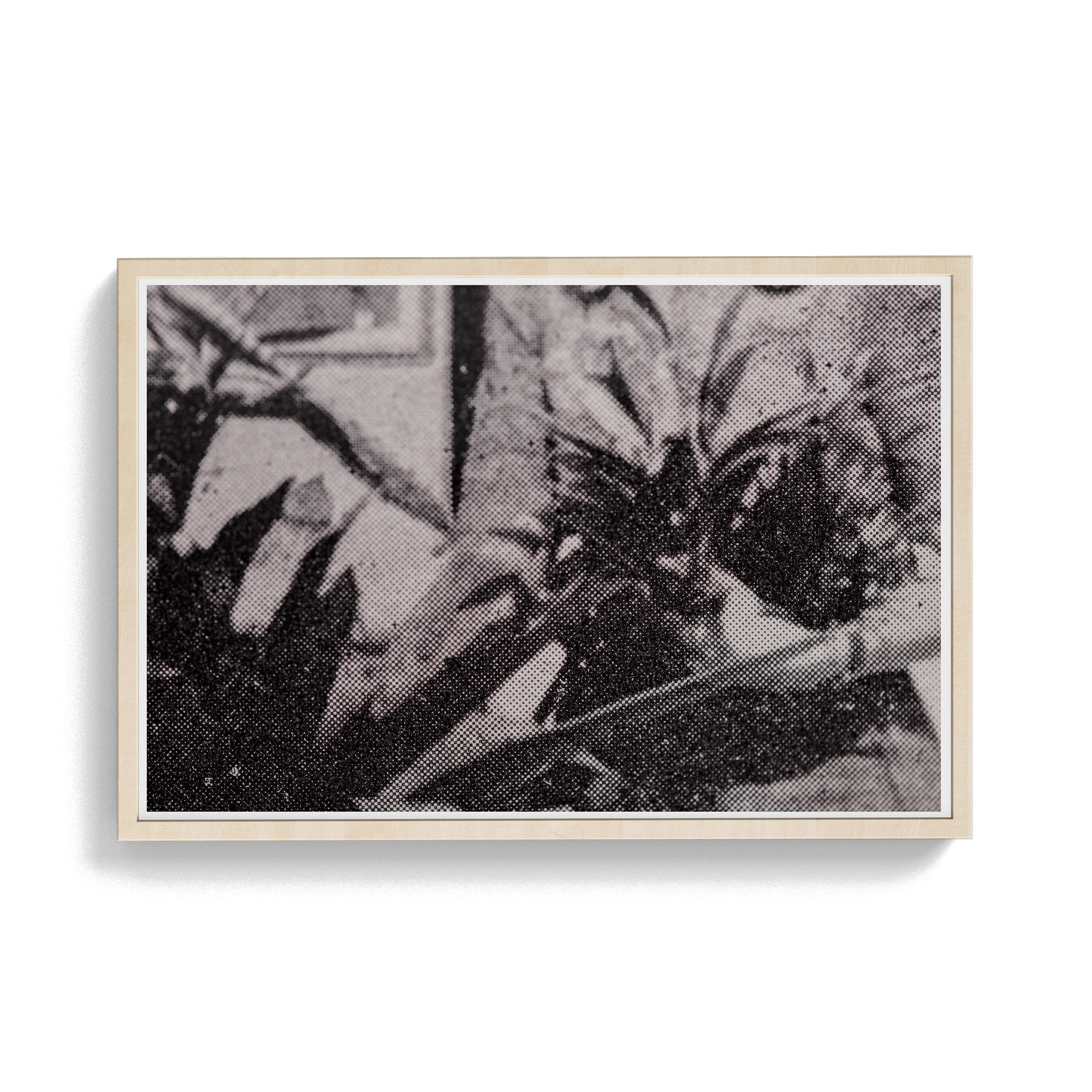 Suite Exotica Nova (No. 5) photographic print