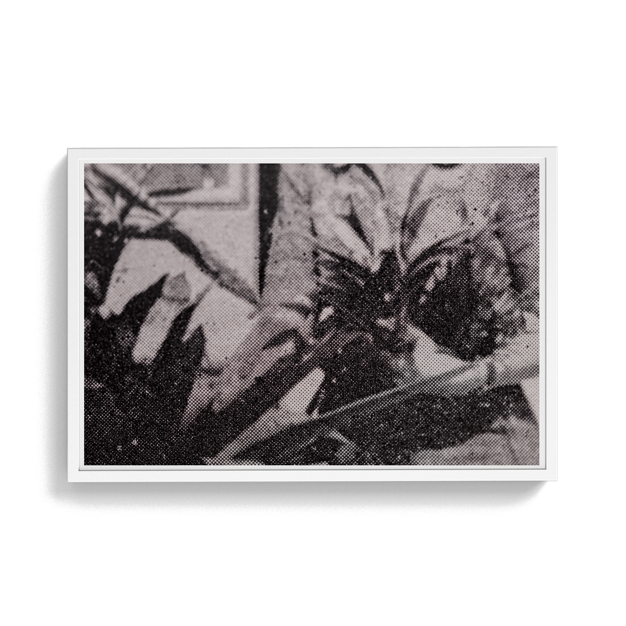 Suite Exotica Nova (No. 5) photographic print