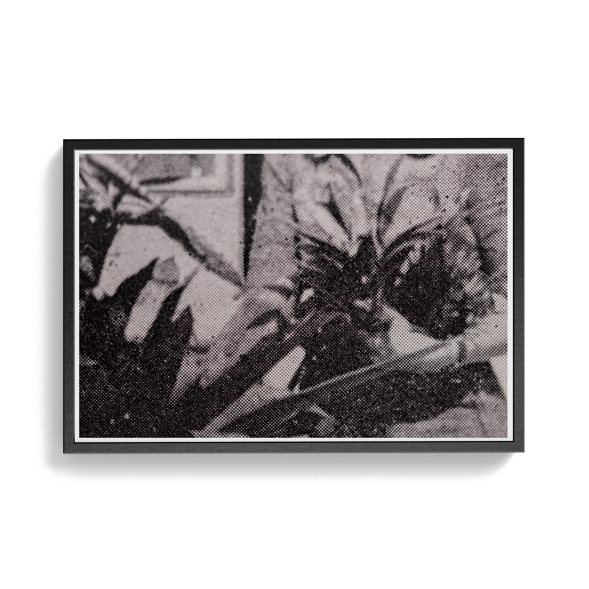 Suite Exotica Nova (No. 5) photographic print