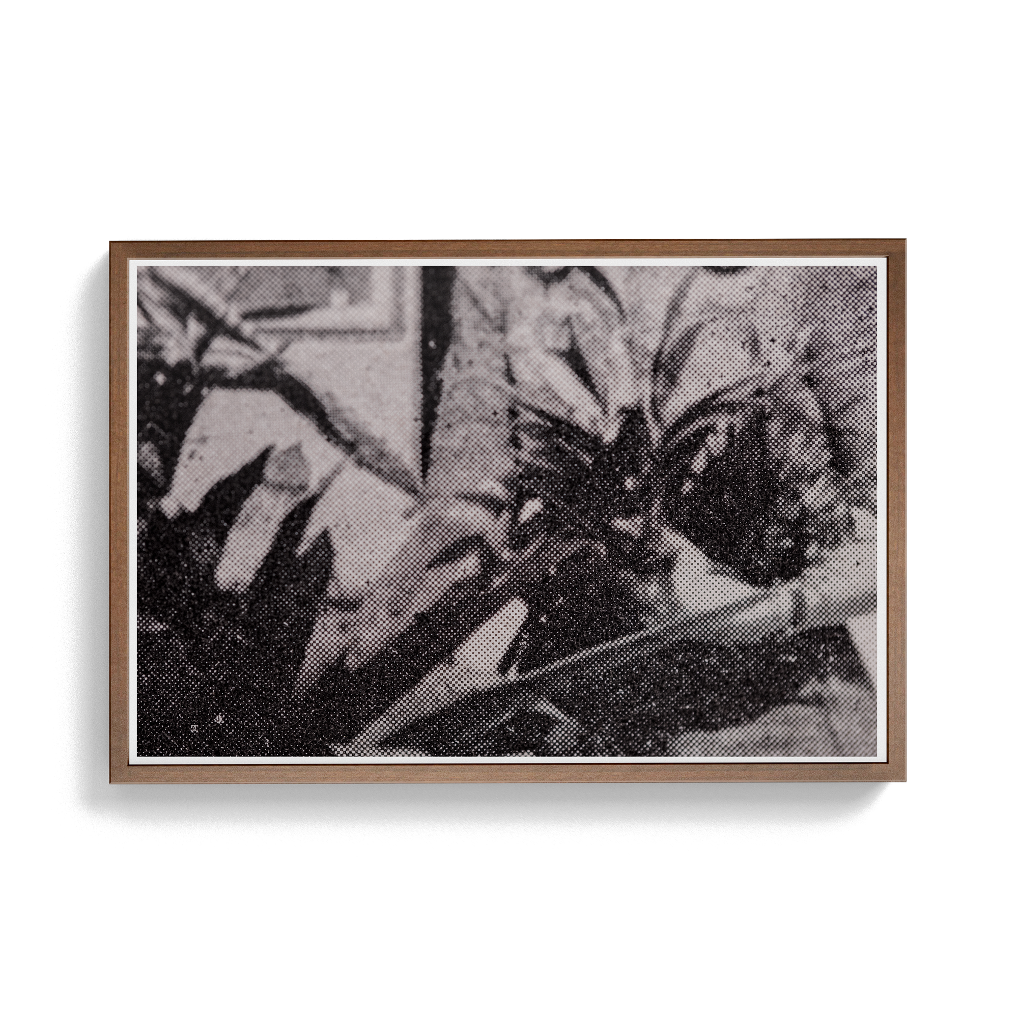 Suite Exotica Nova (No. 5) photographic print
