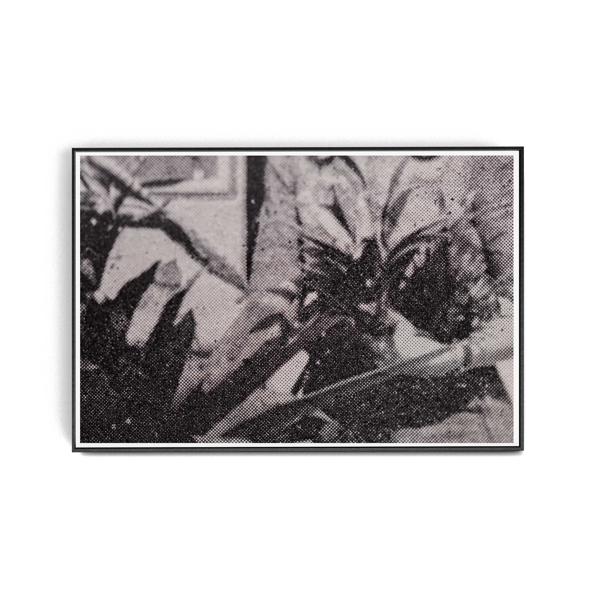 Suite Exotica Nova (No. 5) photographic print