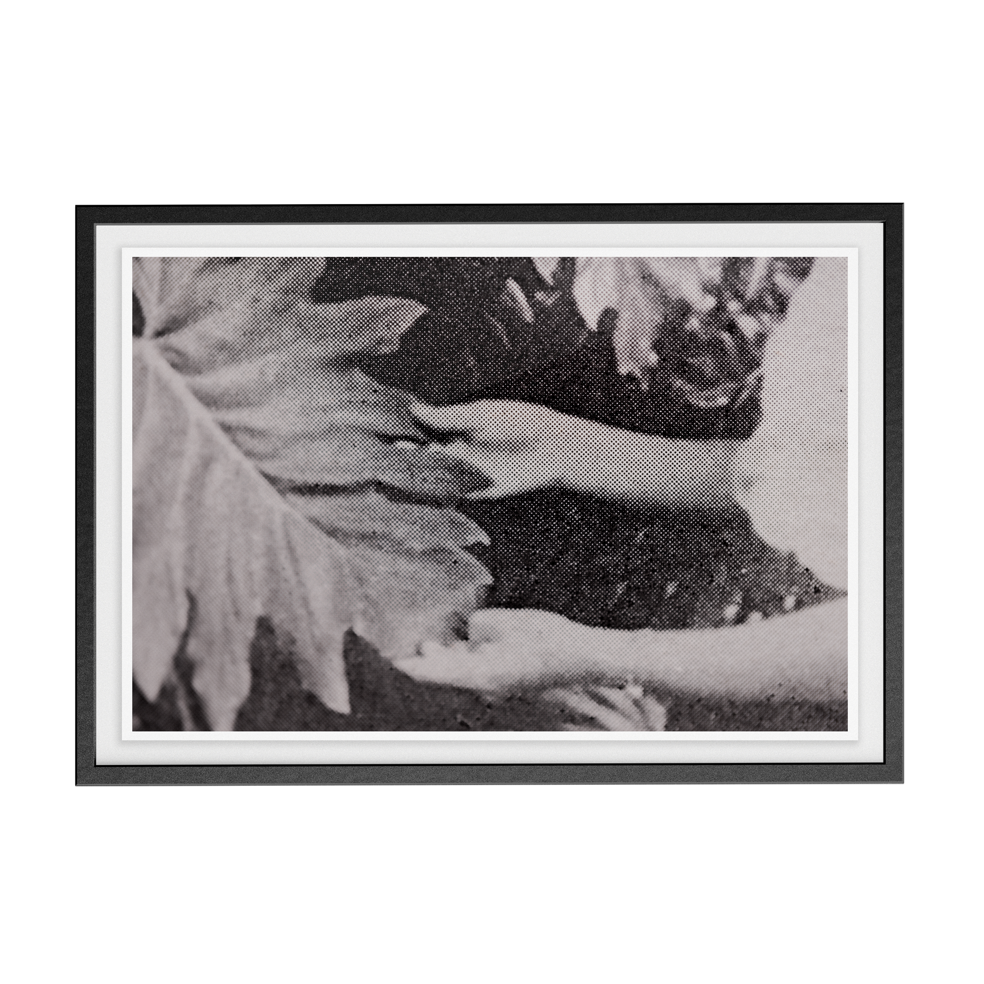 Suite Exotica Nova (No. 7) photographic print