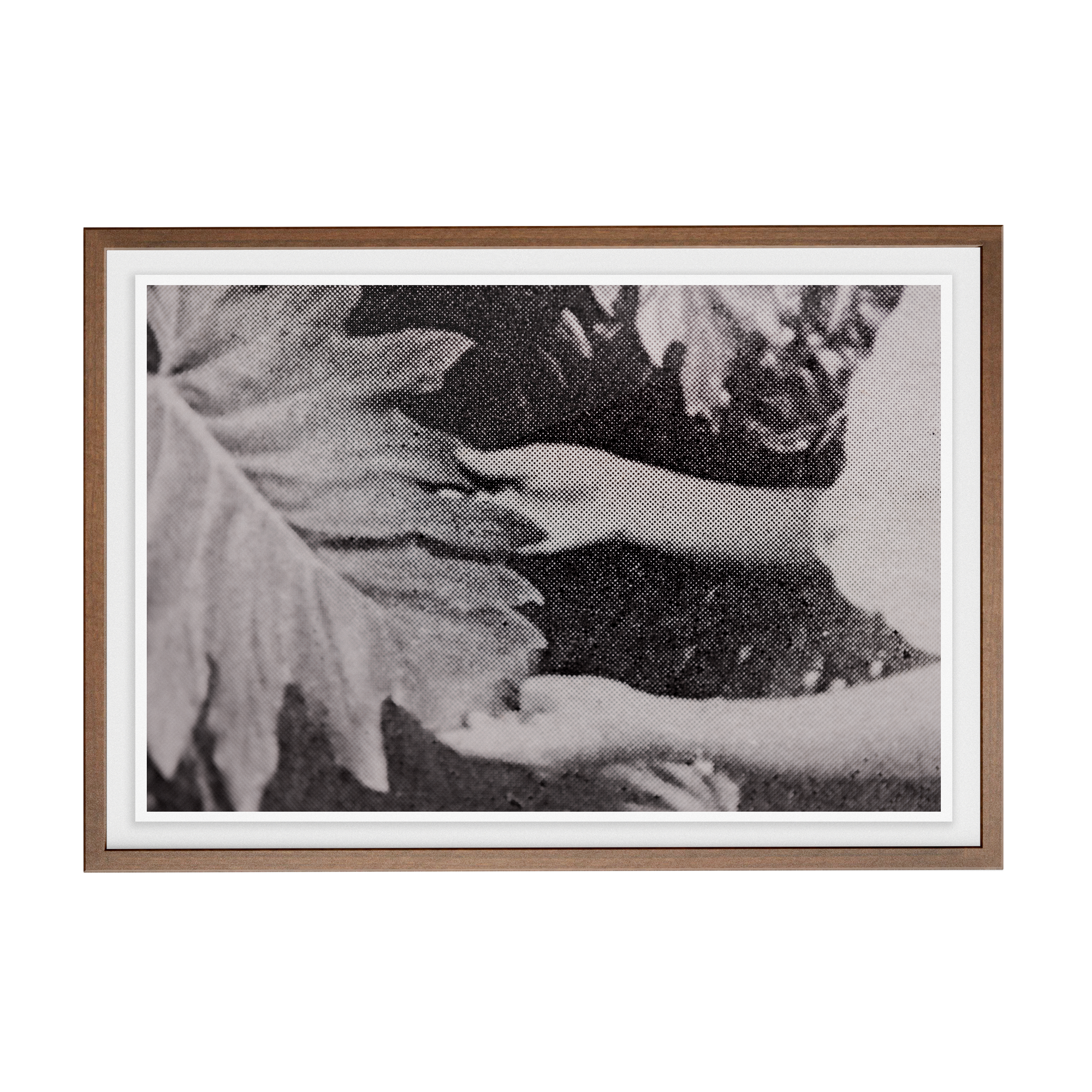 Suite Exotica Nova (No. 7) photographic print